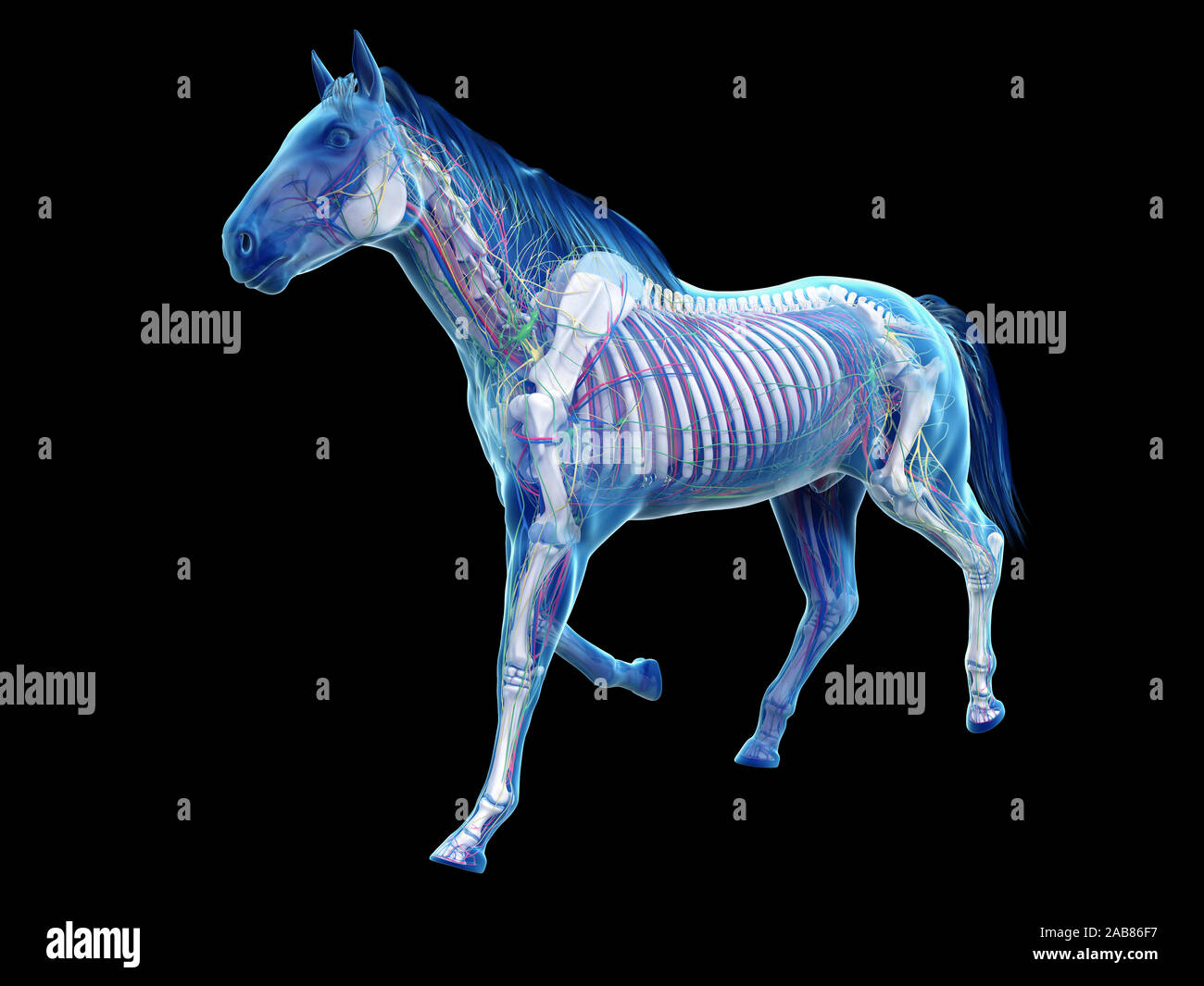 3D Rendering accurato dal punto di vista medico illustrazione dell'anatomia equina Foto Stock