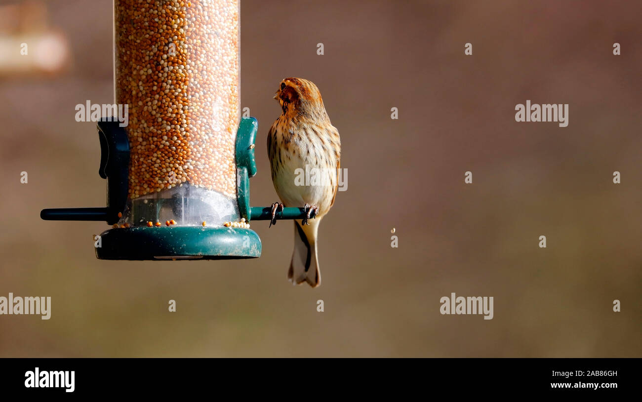 Alimentazione di uccelli da un distributore di seme. Foto Stock