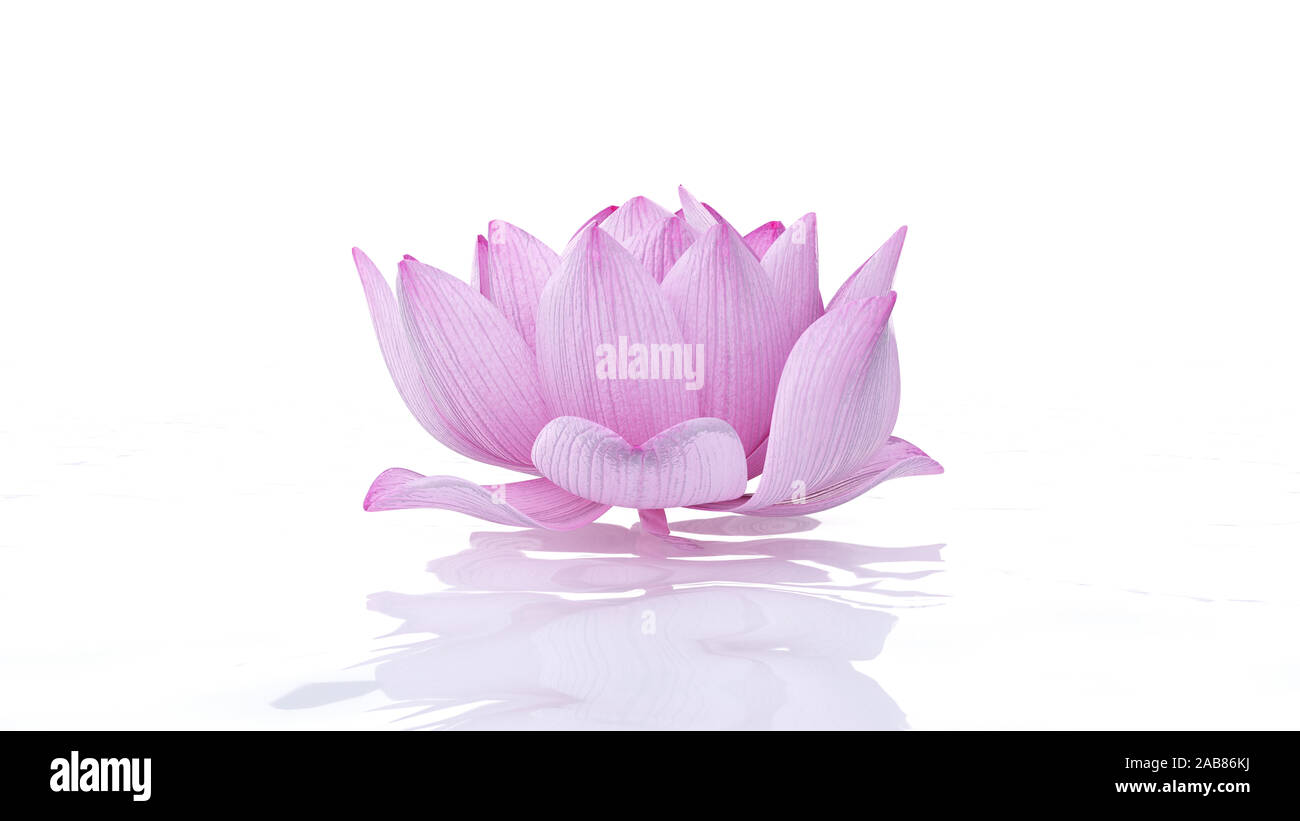 Rendering 3D illustrazione spa - fiore di loto Foto Stock