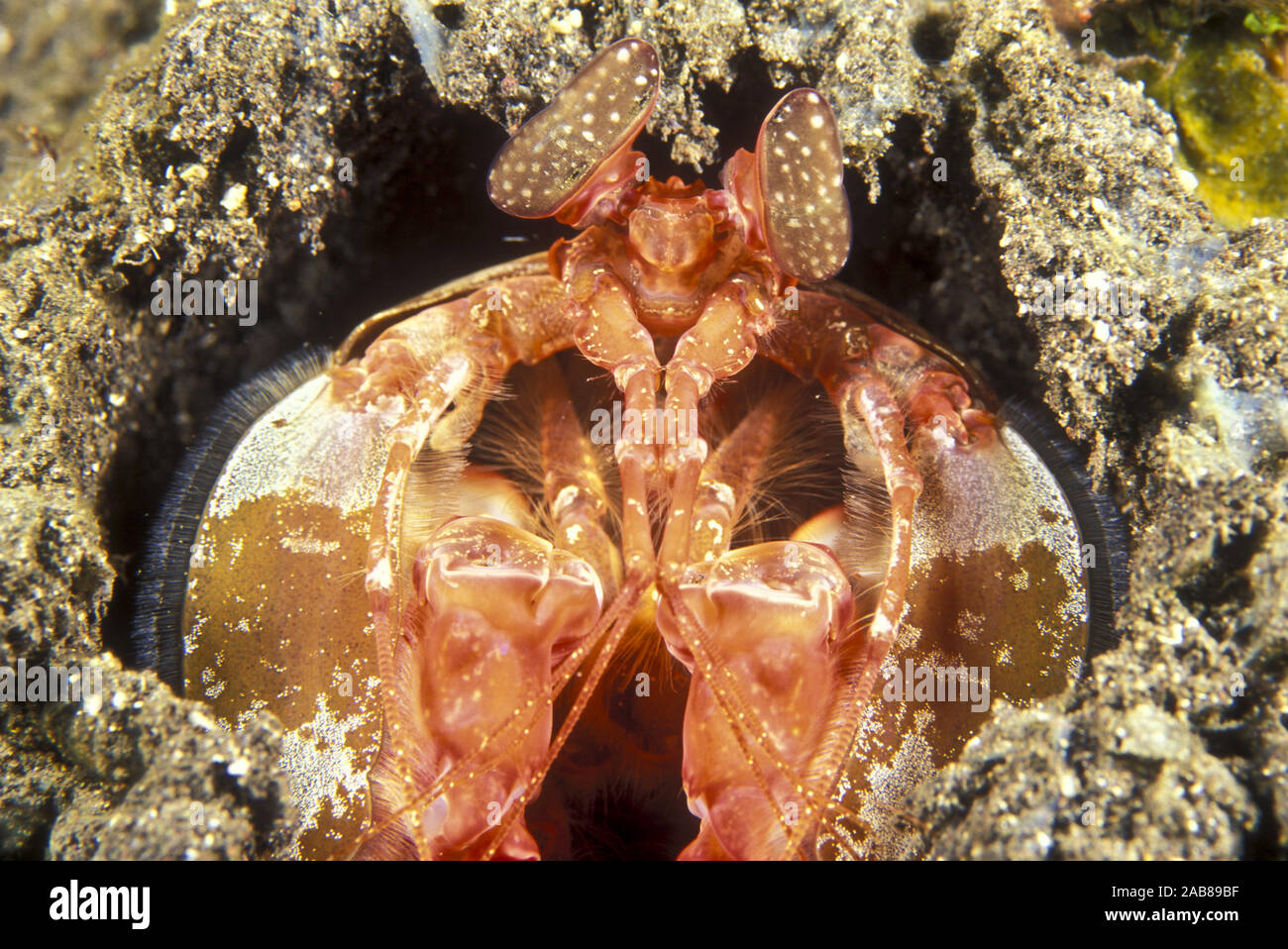 Infilzare canocchia (Lysiosquilloides sp.), in burrow. Isole Salomone Foto Stock