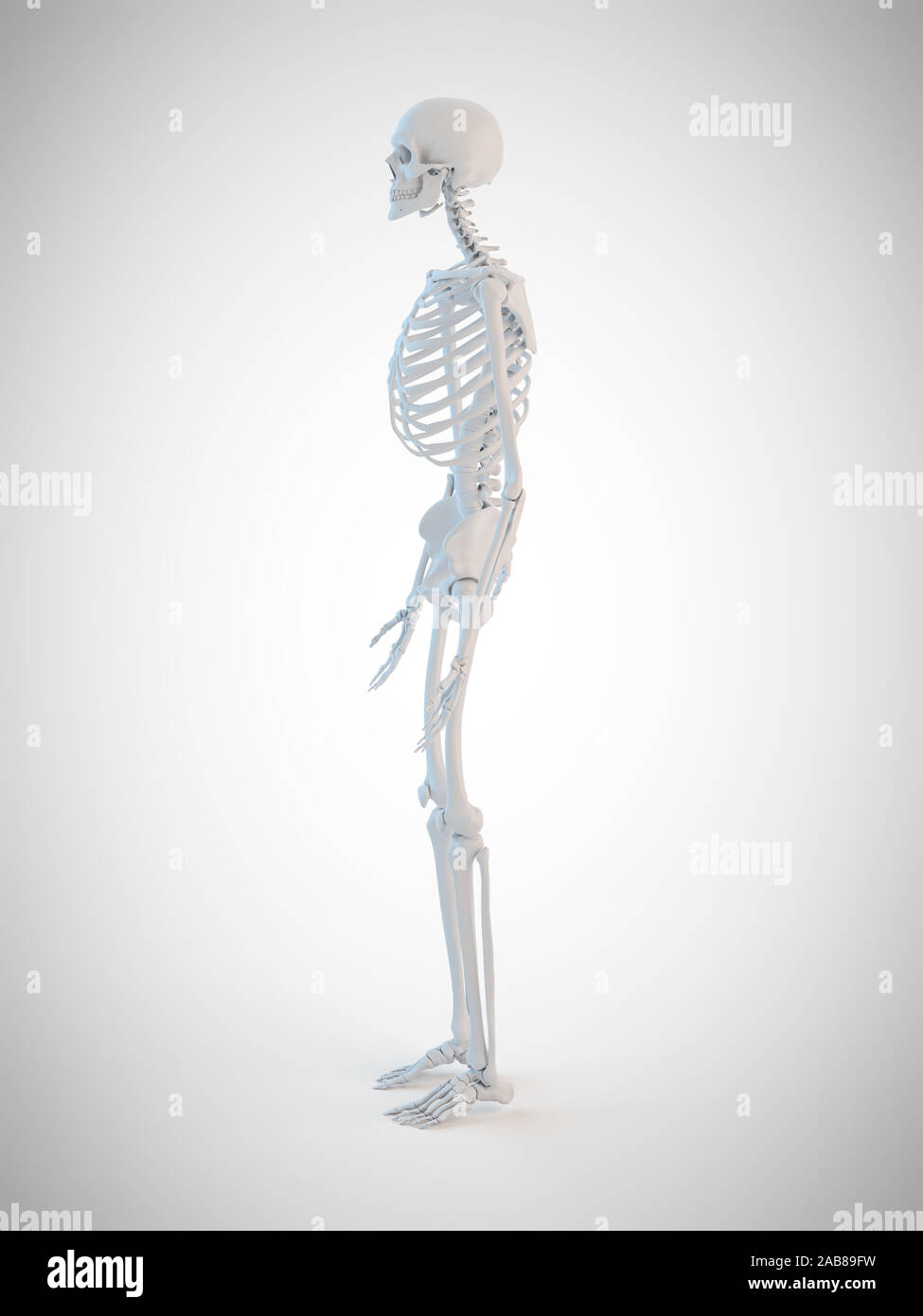 3D Rendering accurato dal punto di vista medico illustrazione dello scheletro umano Foto Stock