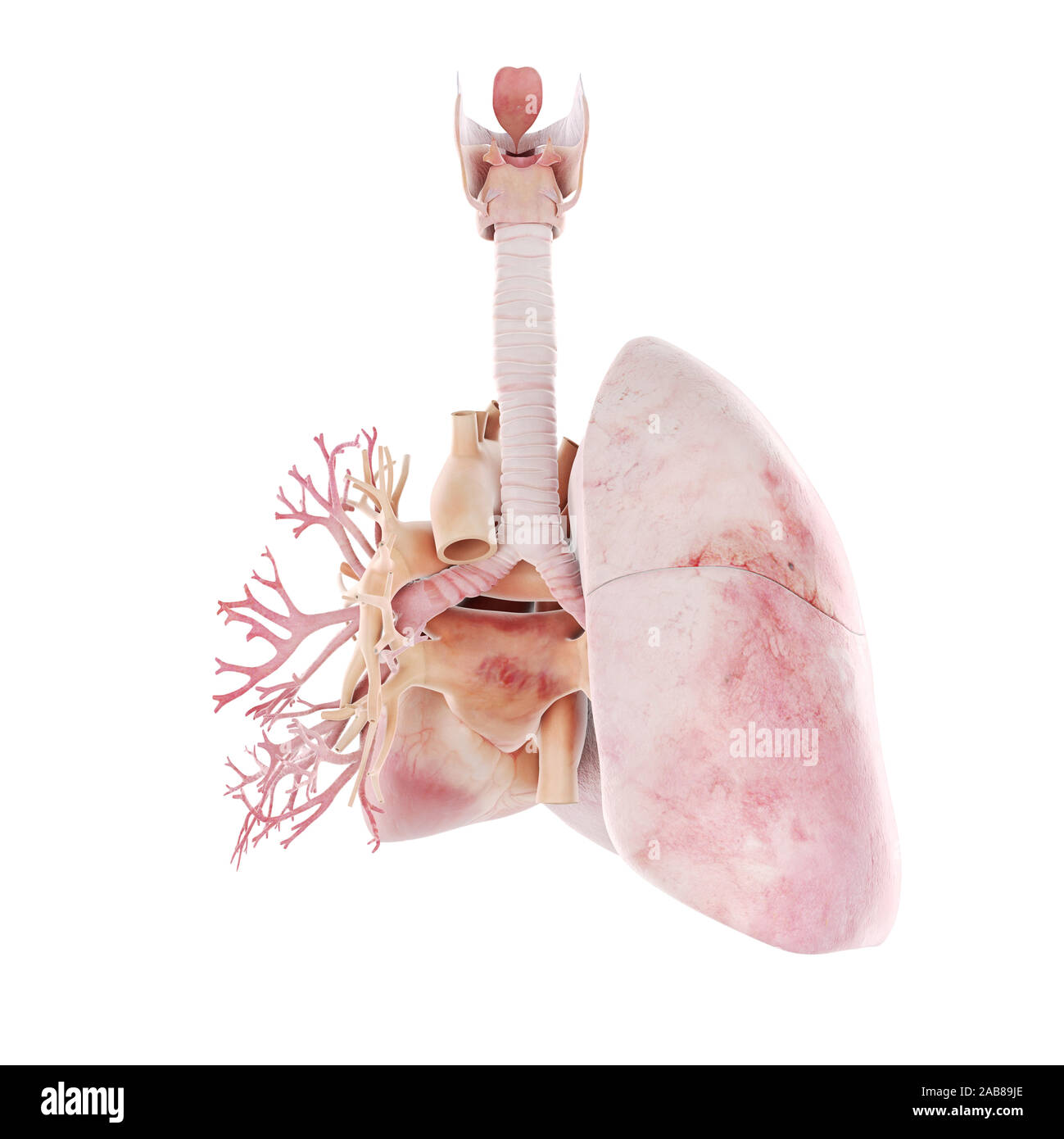 3D Rendering accurato dal punto di vista medico illustrazione del cuore e dei bronchi Foto Stock