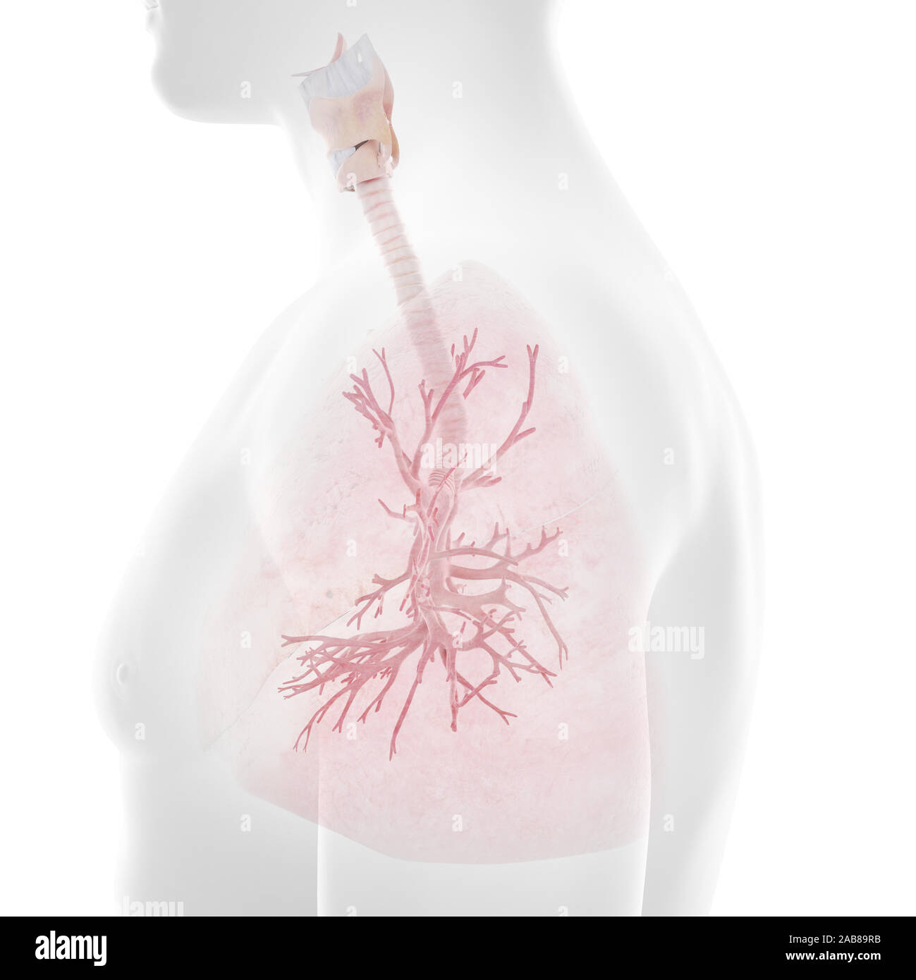 3D Rendering accurato dal punto di vista medico illustrazione dei bronchi umani Foto Stock