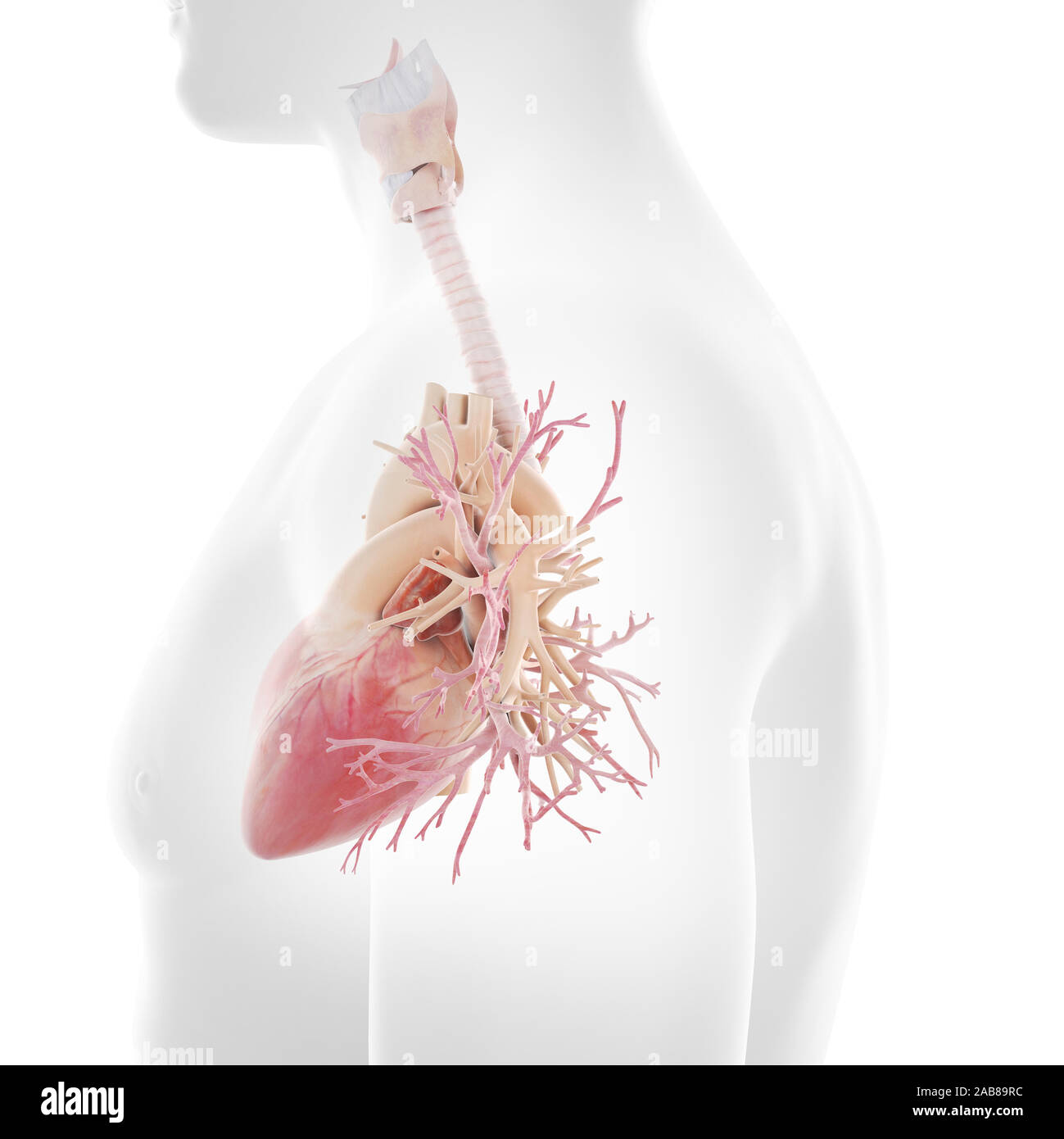3D Rendering accurato dal punto di vista medico illustrazione dei bronchi umano e del cuore Foto Stock