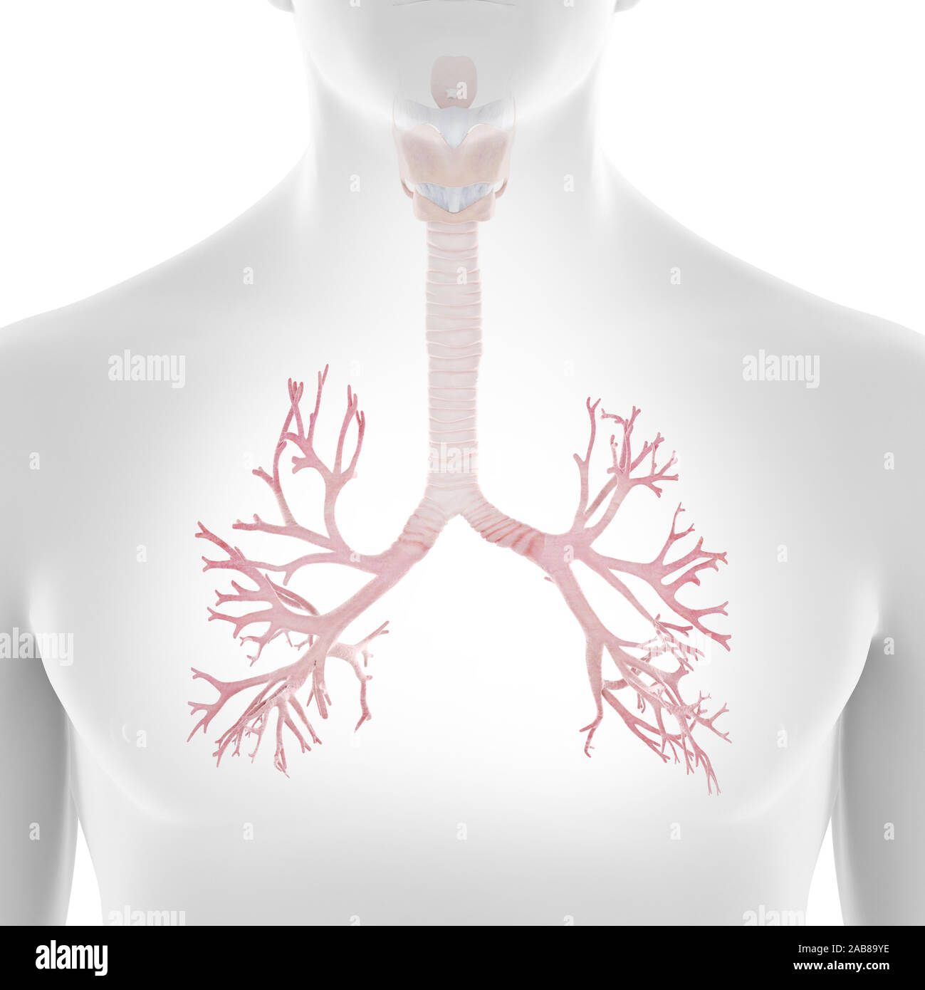 3D Rendering accurato dal punto di vista medico illustrazione dei bronchi umani Foto Stock