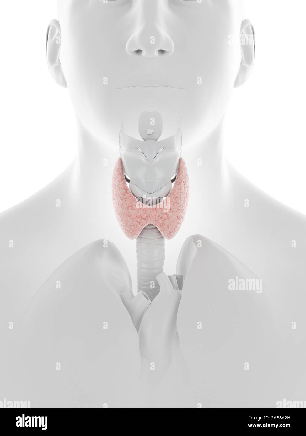 3D Rendering accurato dal punto di vista medico illustrazione della ghiandola tiroide Foto Stock