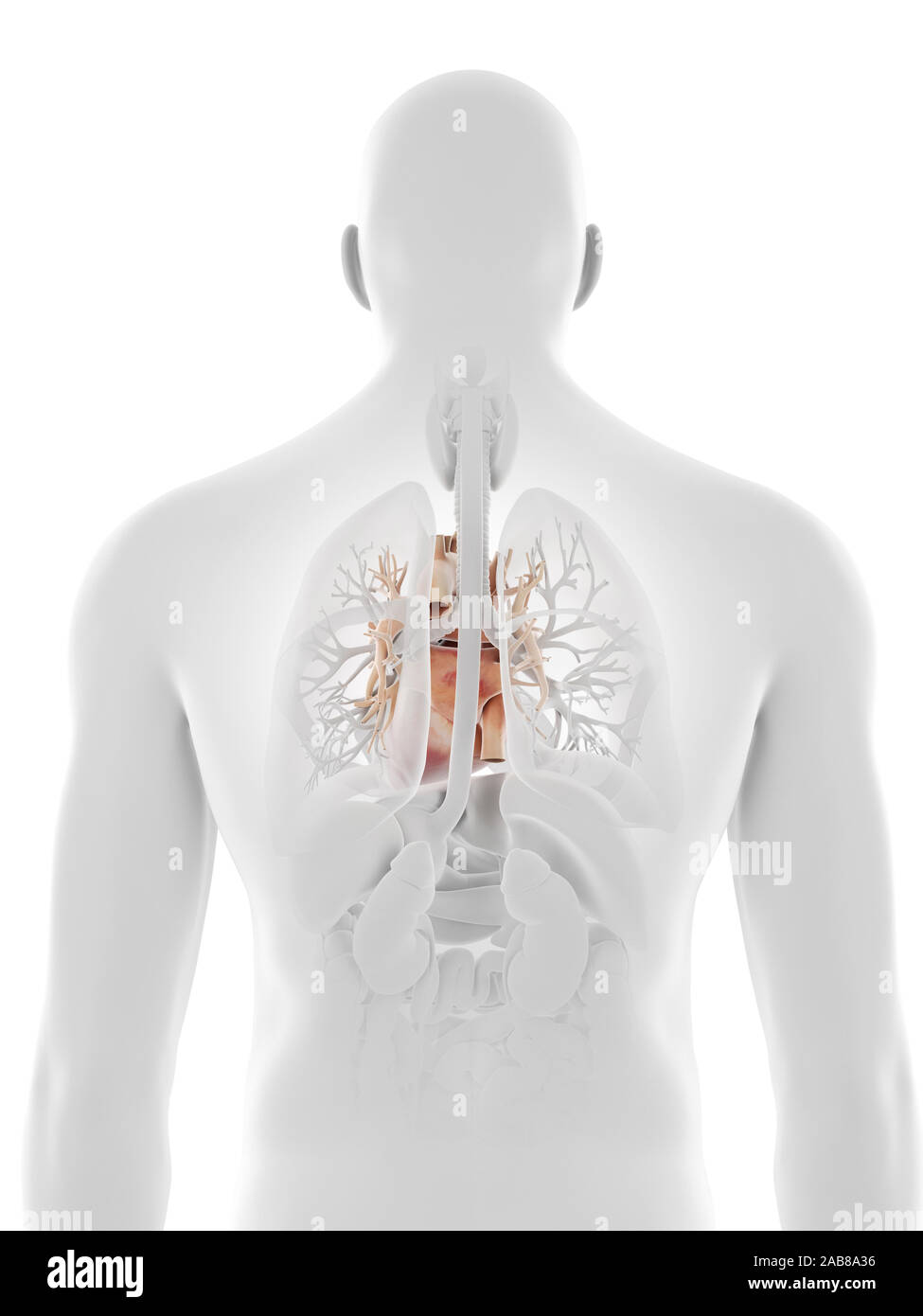 3D Rendering accurato dal punto di vista medico illustrazione del cuore umano Foto Stock