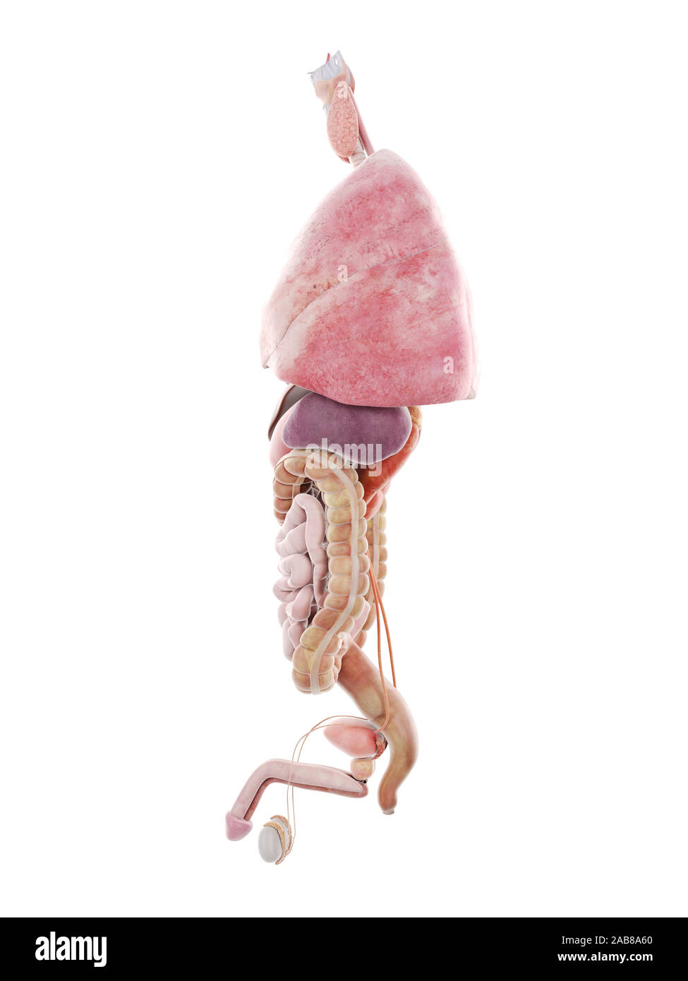3D Rendering accurato dal punto di vista medico illustrazione dell'umano degli organi interni Foto Stock