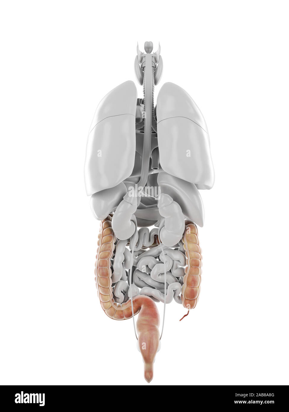 3D Rendering accurato dal punto di vista medico illustrazione del colon Foto Stock 3D Rendering accurato dal punto di vista medico illustrazione del colon Foto Stock