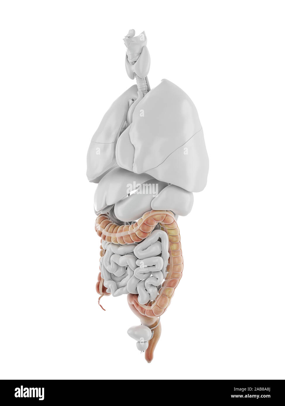 3D Rendering accurato dal punto di vista medico illustrazione del colon Foto Stock 3D Rendering accurato dal punto di vista medico illustrazione del colon Foto Stock