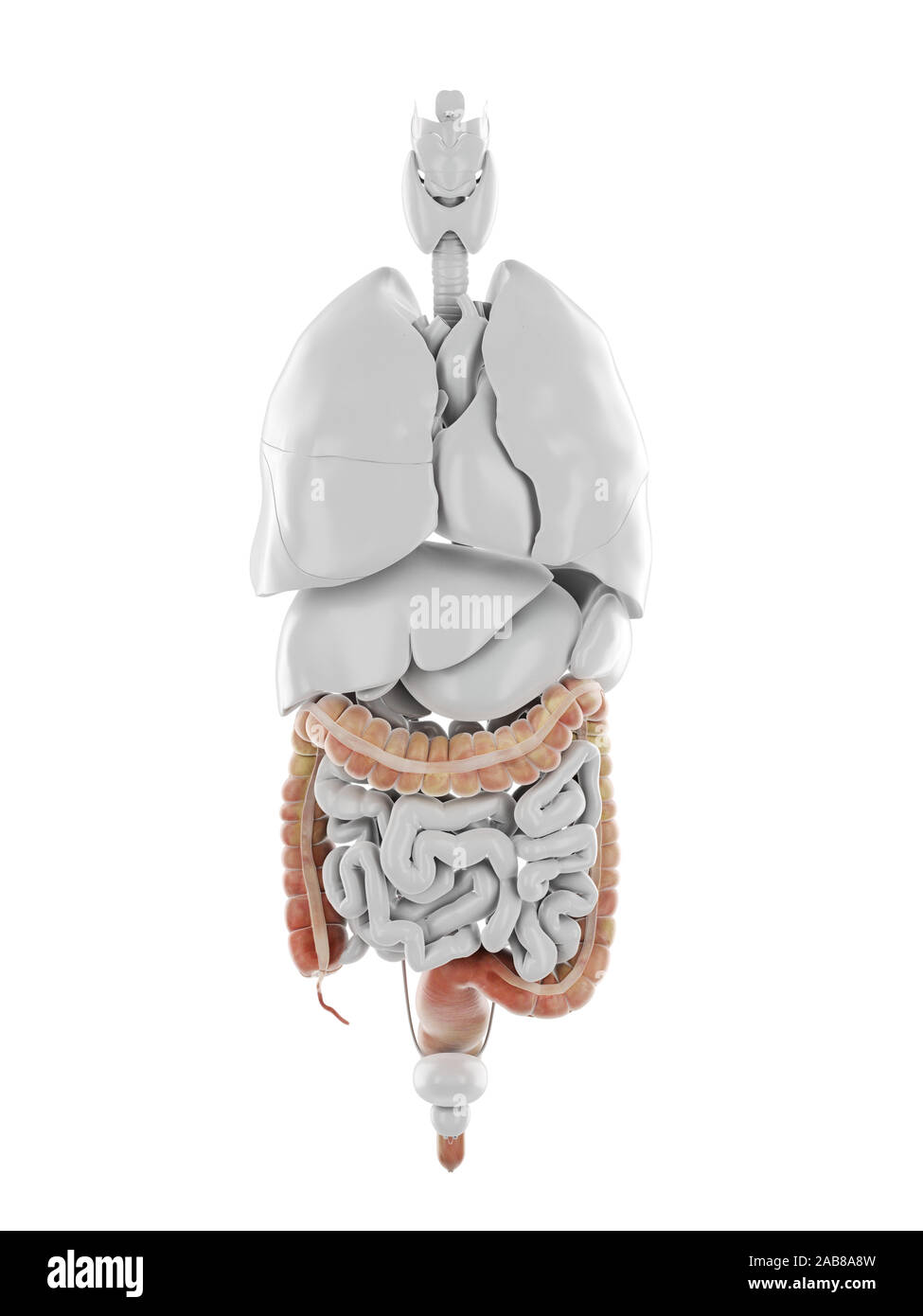 3D Rendering accurato dal punto di vista medico illustrazione del colon Foto Stock 3D Rendering accurato dal punto di vista medico illustrazione del colon Foto Stock