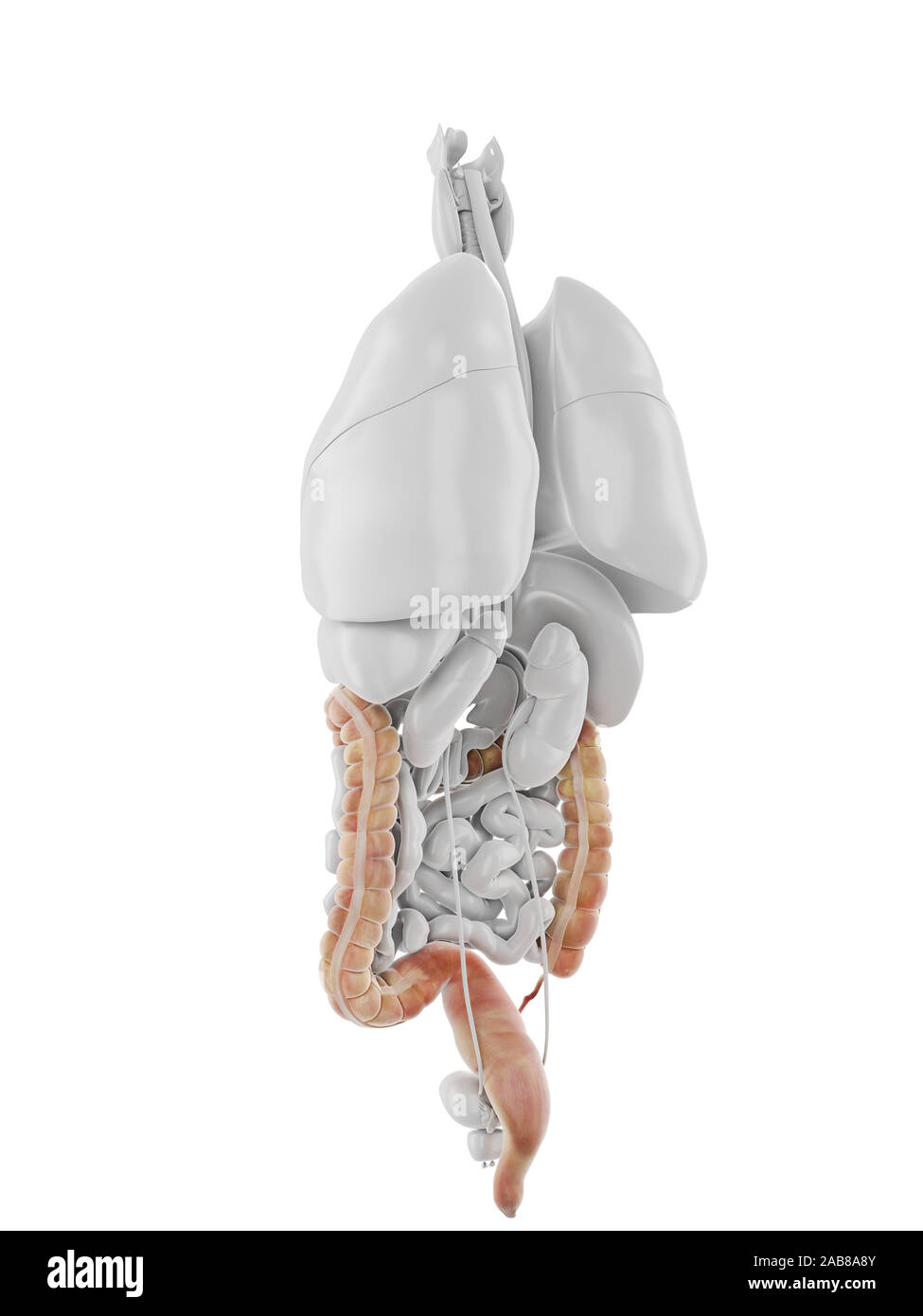 3D Rendering accurato dal punto di vista medico illustrazione del colon Foto Stock 3D Rendering accurato dal punto di vista medico illustrazione del colon Foto Stock