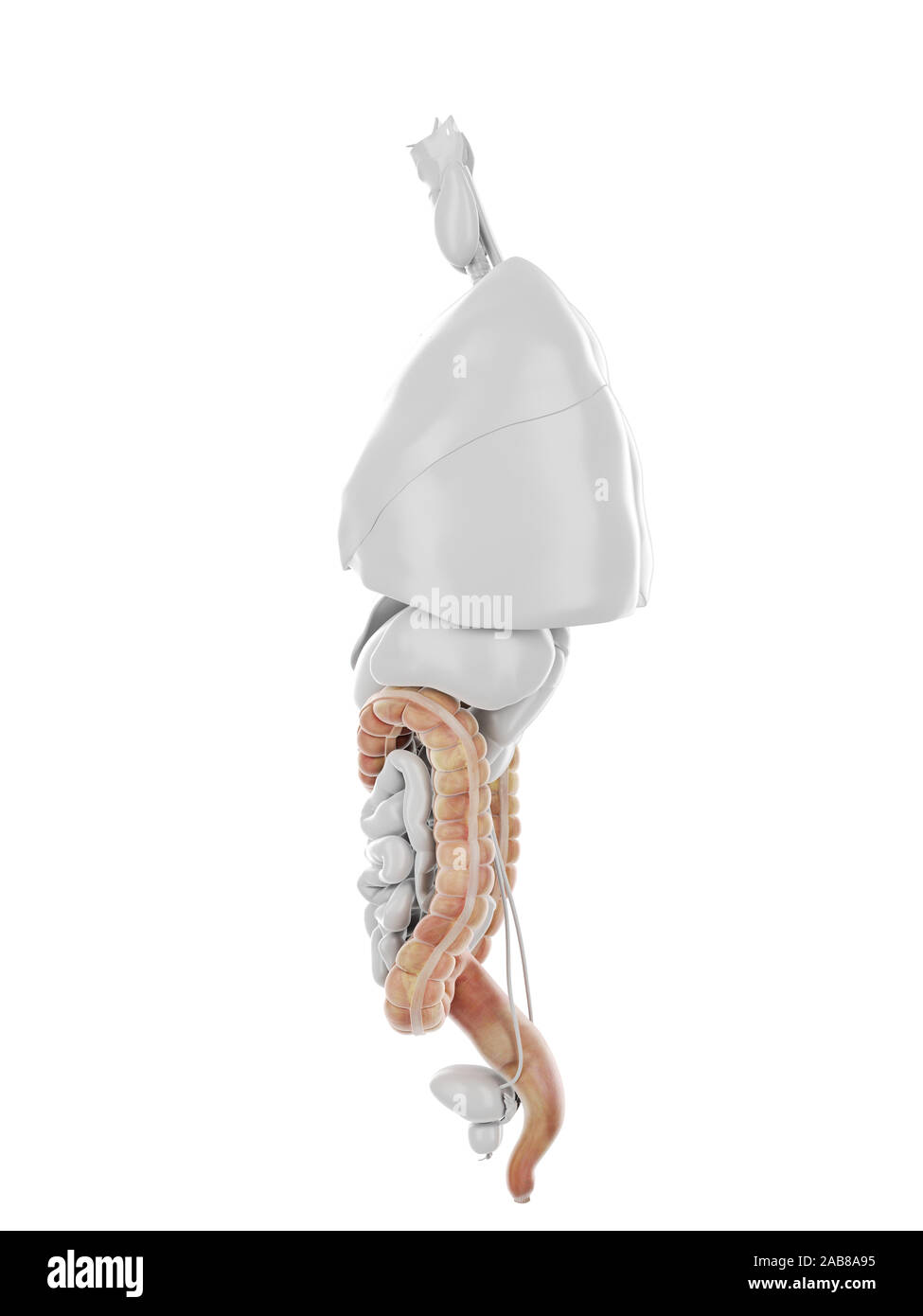 3D Rendering accurato dal punto di vista medico illustrazione del colon Foto Stock 3D Rendering accurato dal punto di vista medico illustrazione del colon Foto Stock