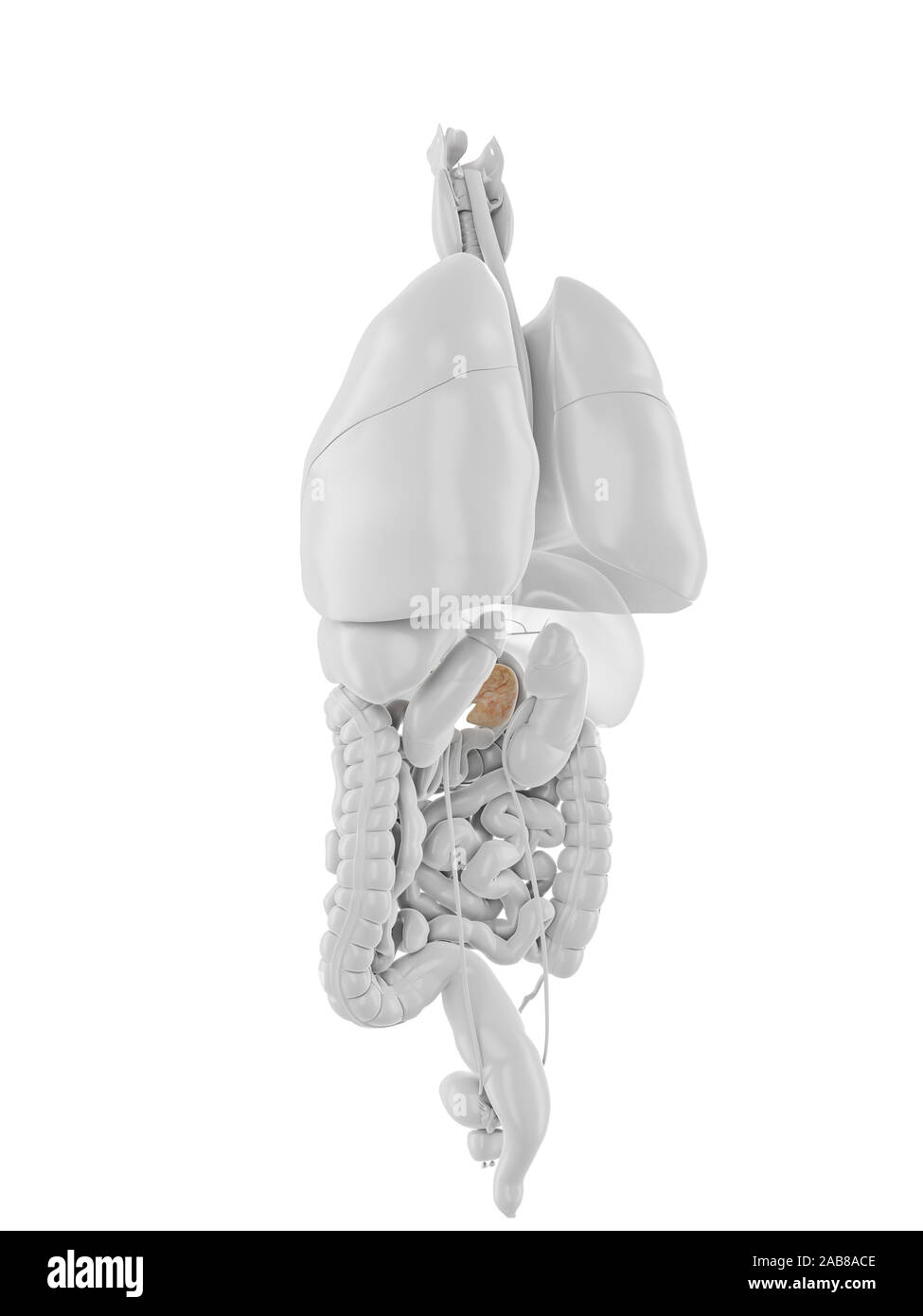 3D Rendering accurato dal punto di vista medico illustrazione del pancreas Foto Stock