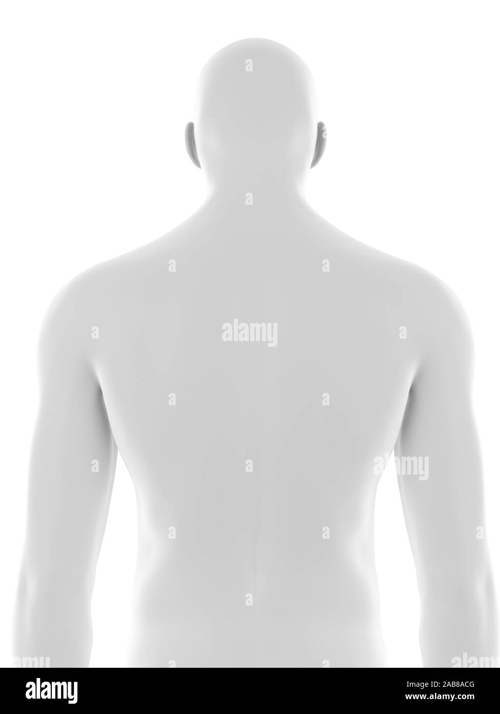 3D Rendering accurato dal punto di vista medico illustrazione del maschio corpo superiore Foto Stock