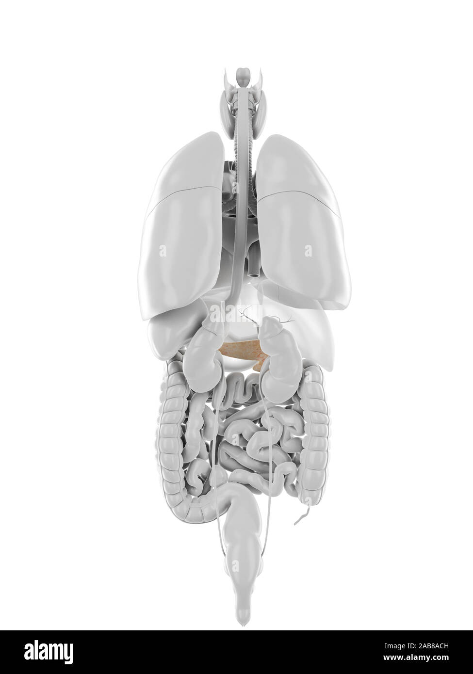 3D Rendering accurato dal punto di vista medico illustrazione del pancreas Foto Stock