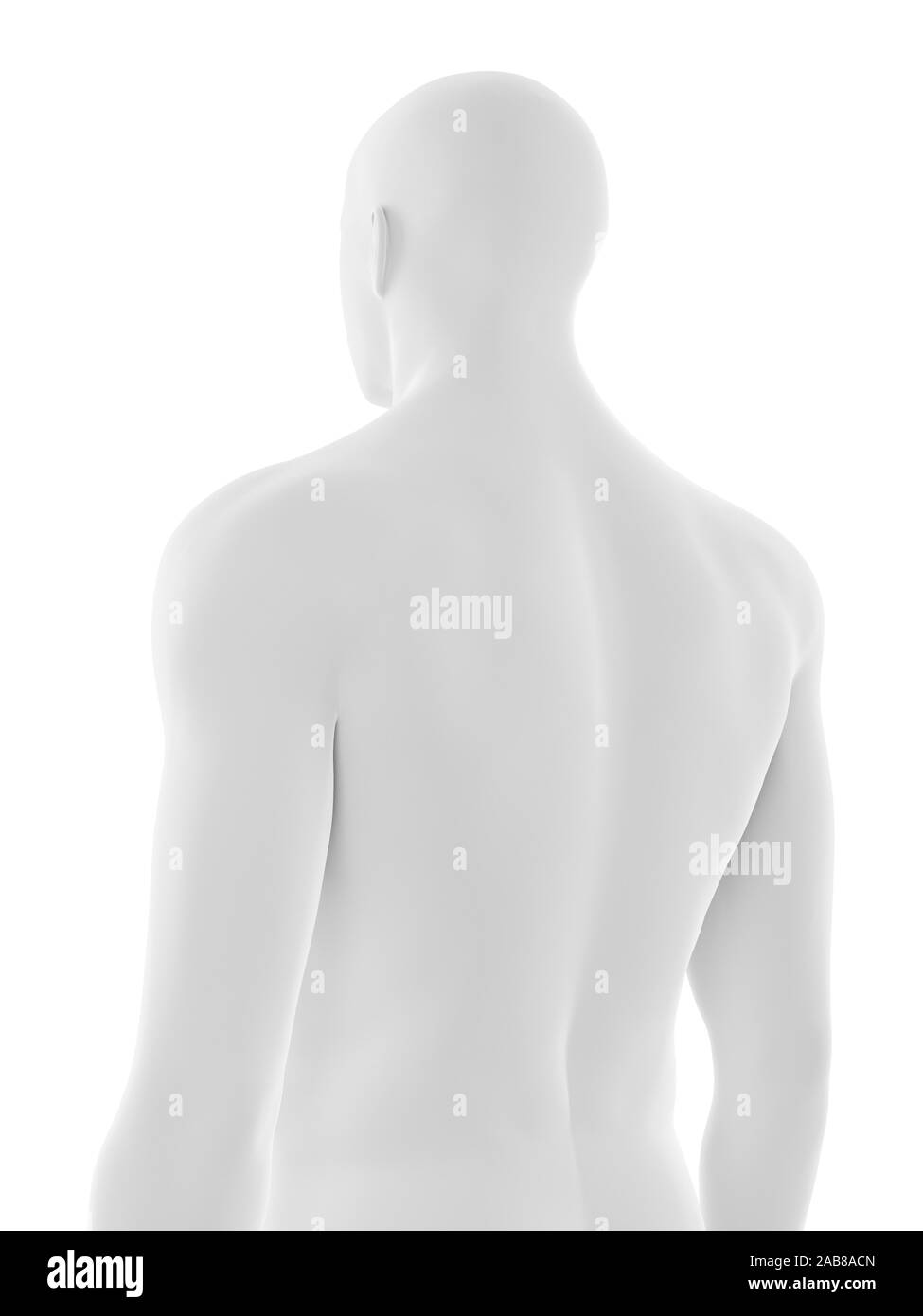 3D Rendering accurato dal punto di vista medico illustrazione del maschio corpo superiore Foto Stock