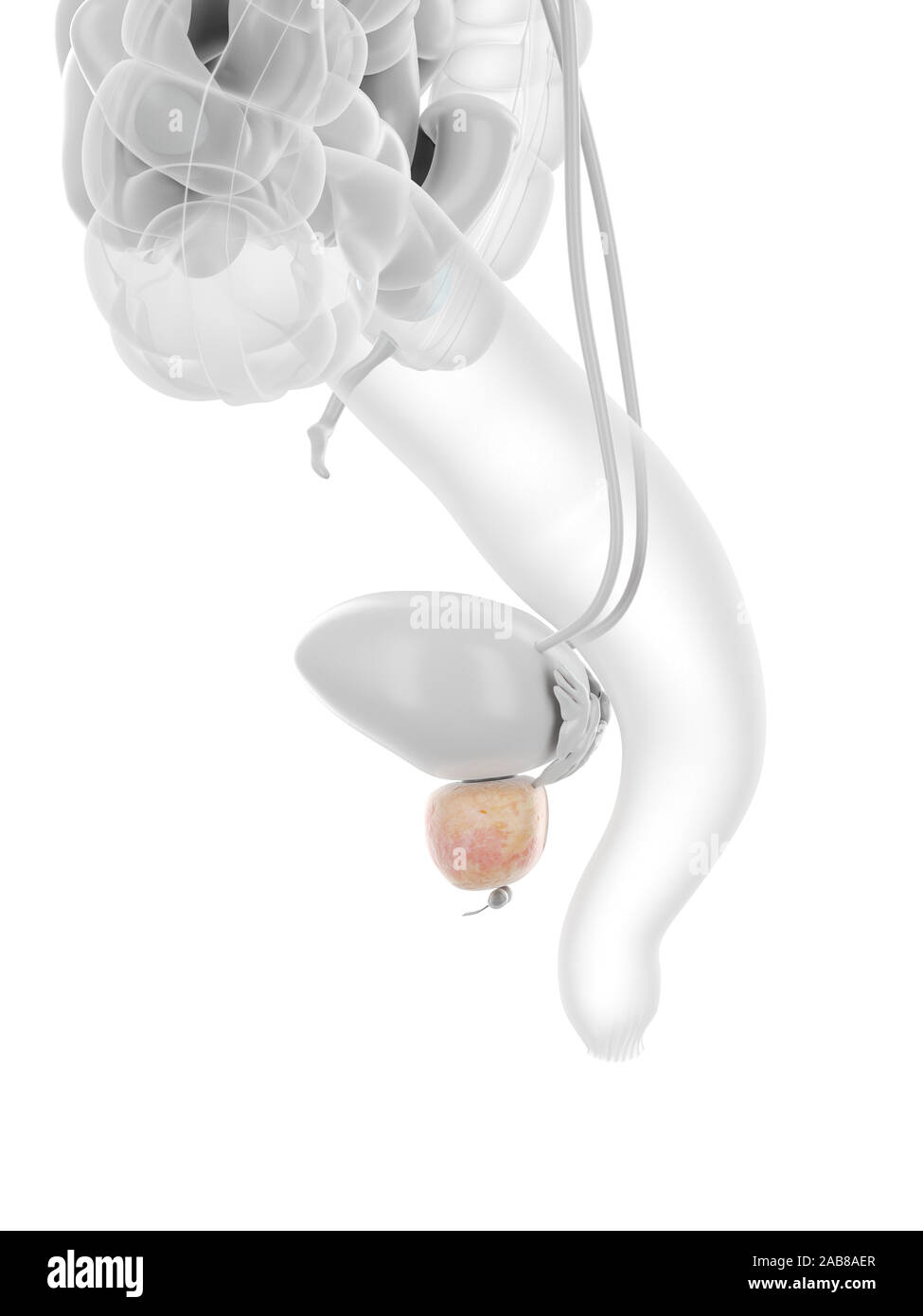 3D Rendering accurato dal punto di vista medico illustrazione della prostata Foto Stock