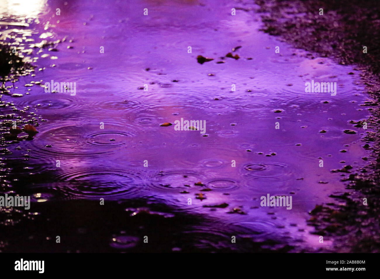 Berlino, Germania. 22 Novembre, 2019. 22.11.2019, Berlin: una pozzanghera con gocce di pioggia nel Tierpark Berlin Credito: Georg Wenzel/dpa-Zentralbild/ZB/dpa/Alamy Live News Foto Stock