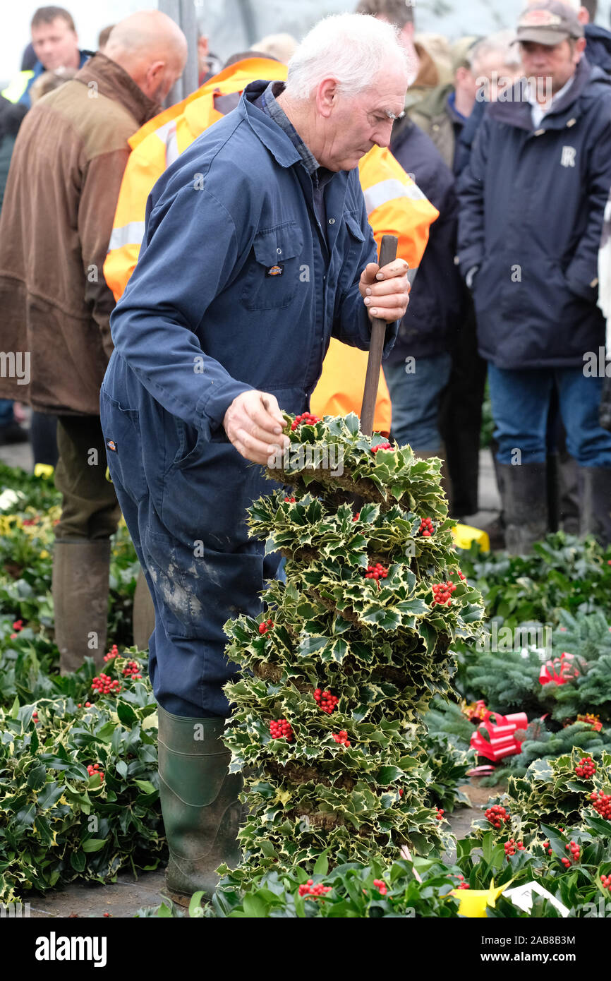 Burford House, Tenbury Wells, Worcestershire - Martedì 26 Novembre 2019 - Il primo Natale agrifoglio e vischio asta della stagione - Aste di vischio si sono svolti a Tenbury Wells per oltre 160 anni. Un acquirente di pile il suo acquisto di xmas holly ghirlande. Una ulteriore asta avrà luogo la prossima settimana - Credit: Steven Maggio/Alamy Live News Foto Stock