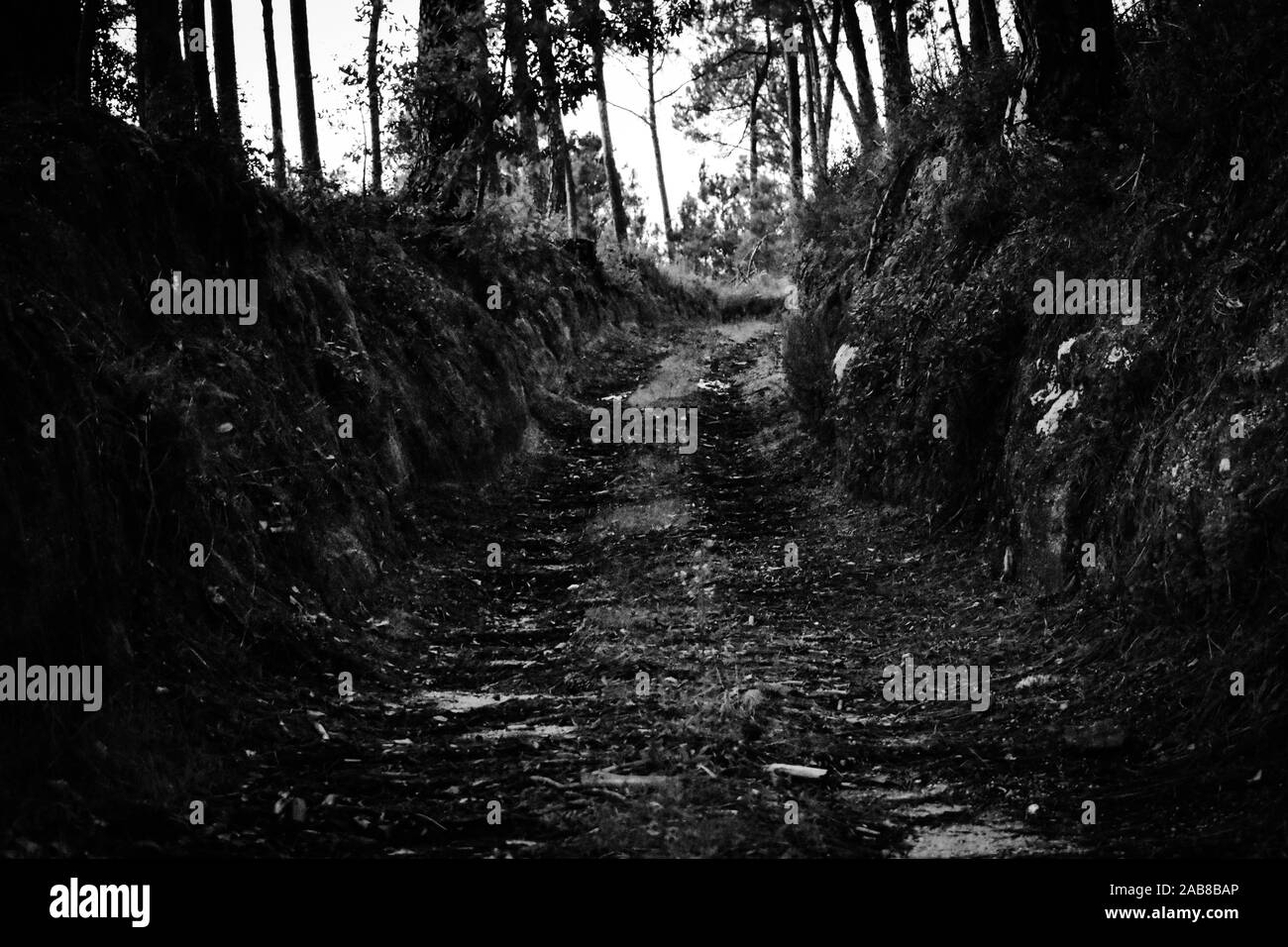 Percorso di foresta in un piccolo villaggio chiamato Aguieira, in Portogallo Foto Stock