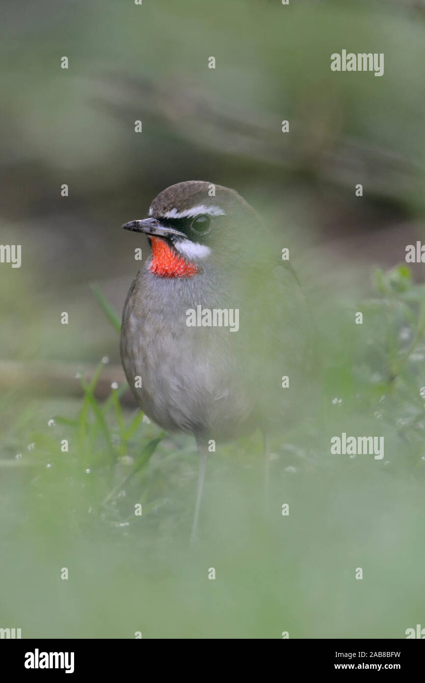 Siberian Rubythroat / Rubinkehlchen ( Luscinia calliope ), uccello maschio, nascondendo sul terreno in bassa vegetazione, estremamente raro winterguest in Western Eur Foto Stock