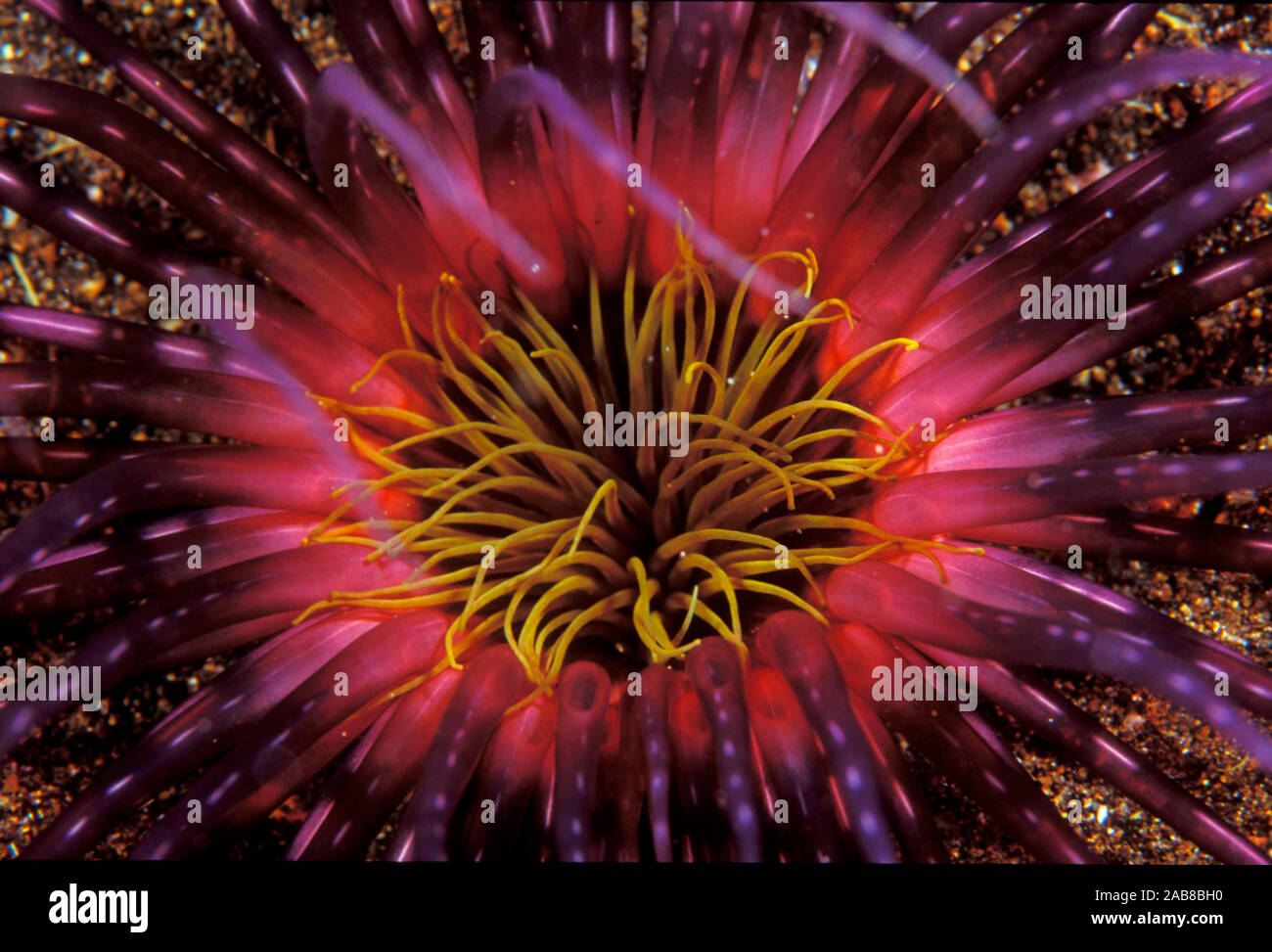 Un anemone (probabilmente Pachycerianthus sp.), un tubo anemone che ha due insiemi di tentacoli, uno che circonda la bocca e un altro molto più a lungo in tutto il Foto Stock