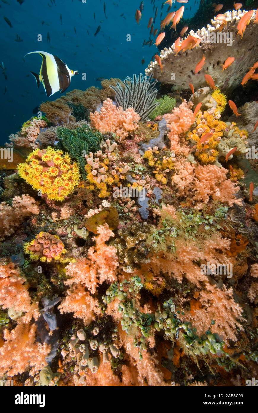 Il giardino di corallo con idolo Moresco (Zanclus cornutus)), e Fairy basslets (Pseudanthias dispar), piscina su una scogliera ornata di coralli duri e colorata Foto Stock