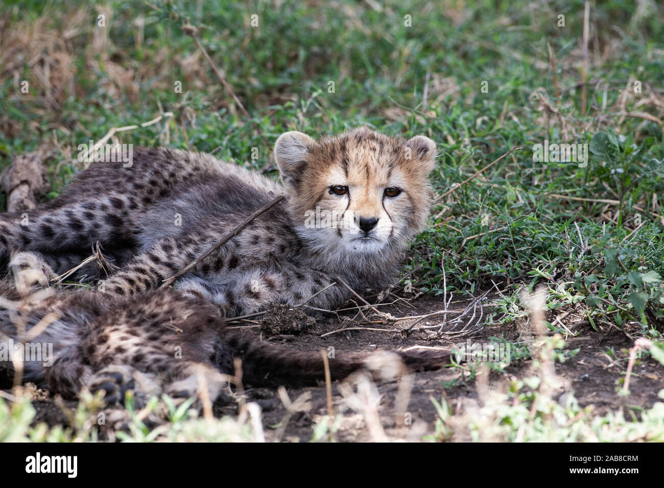 Avviso di cucciolo di ghepardo Acinonyx jubatus si trovano a fianco di gemelli e prendendo un interesse nelle attività circostante, Ndutu, Tanzania Foto Stock