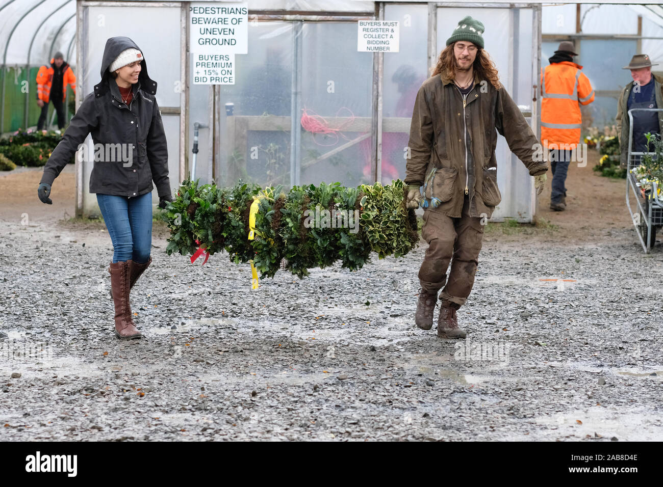 Burford House, Tenbury Wells, Worcestershire - Martedì 26 Novembre 2019 - Il primo Natale agrifoglio e vischio asta della stagione - Aste di vischio si sono svolti a Tenbury Wells per oltre 160 anni. Una coppia di giovani acquirenti portare via un palo pieno di xmas holly ghirlande. Una ulteriore asta avrà luogo la prossima settimana - Credit: Steven Maggio/Alamy Live News Foto Stock