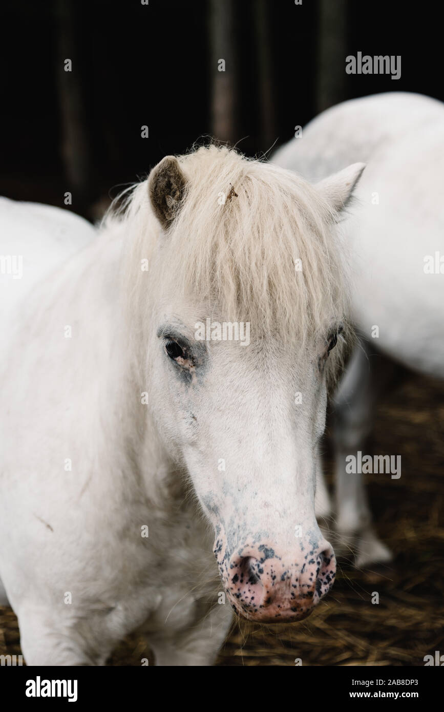 Close up ritratto di White Horse stallone in farmaland. Triste gesto Foto Stock