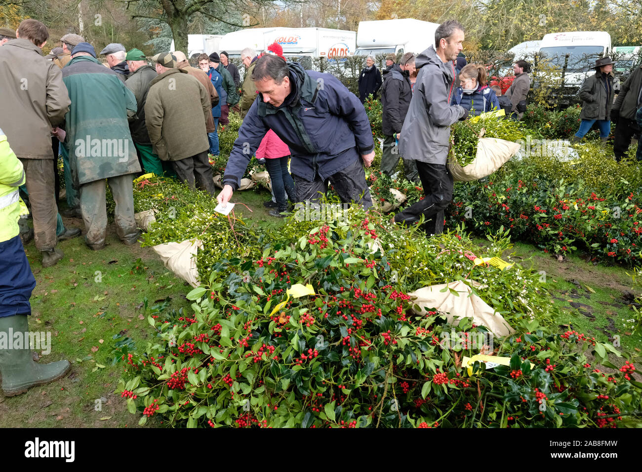 Burford House, Tenbury Wells, Worcestershire - Martedì 26 Novembre 2019 - Il primo Natale agrifoglio e vischio asta della stagione - Aste di vischio si sono svolti a Tenbury Wells per oltre 160 anni. Un acquirente raccoglie i fasci che ha comprato. Una ulteriore asta avrà luogo la prossima settimana - Credit: Steven Maggio/Alamy Live News Foto Stock
