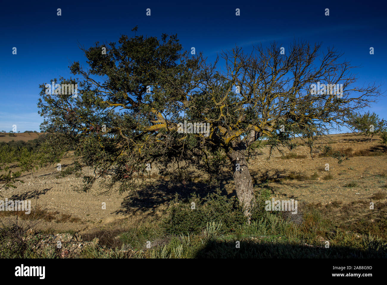 Quercus pyrenaica, Spagnolo Quercia Foto Stock