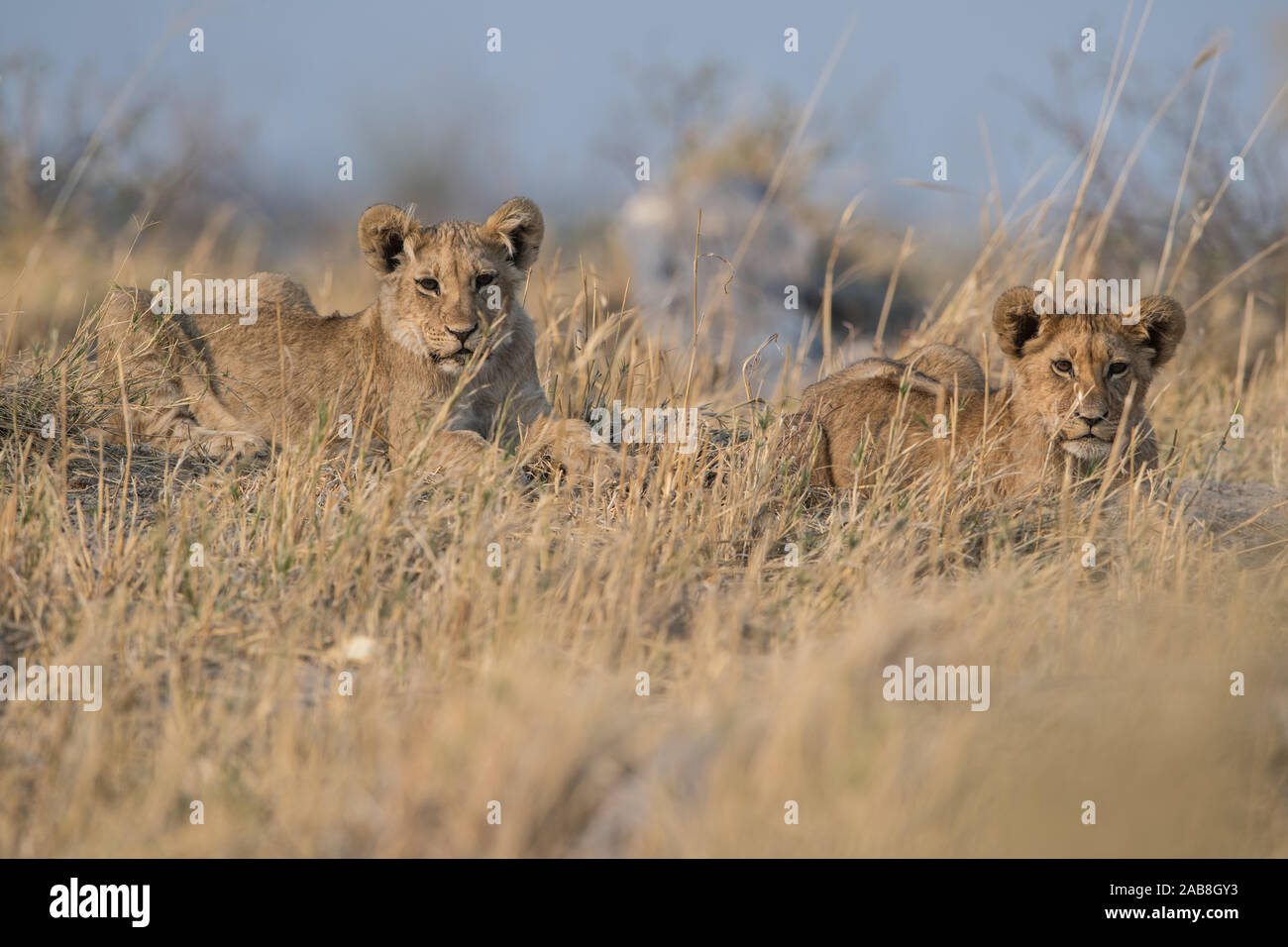 Lion (panthera leo) in piena luce solare in Savuti marsh di Chobe NP, Botswana Foto Stock