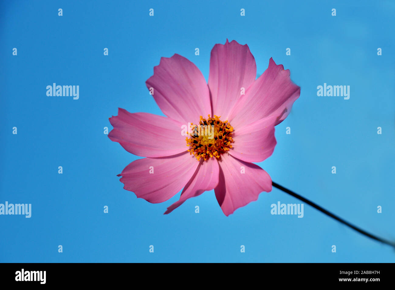 Bella viola Cosmos fiori nel giardino. Quadri di fiori viola. COSMOS bipinnatus, comunemente chiamato il cosmo del giardino o l'astro messicano. Foto Stock