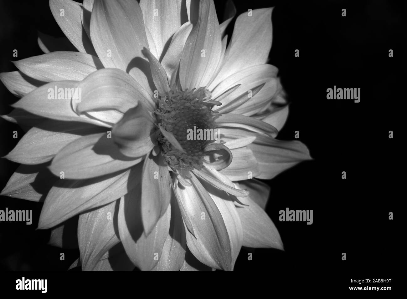 La Dahlia bianca nel giardino. Dahlia è un genere di fiori, fiori e fiori. Foto Stock