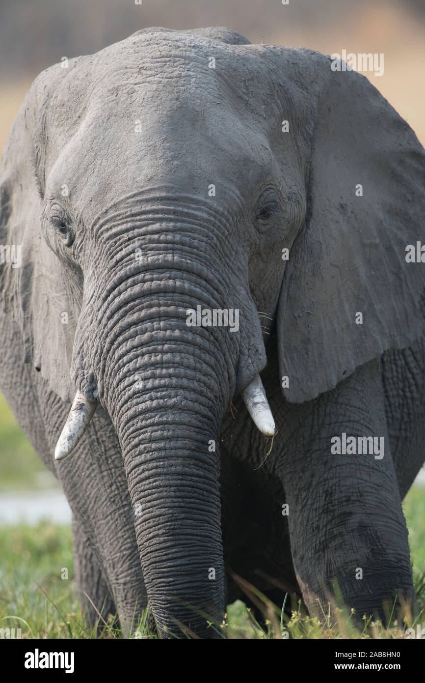 Ritratto di un toro di elefante in Moremi NP (Khwai), Botswana, Africa Foto Stock