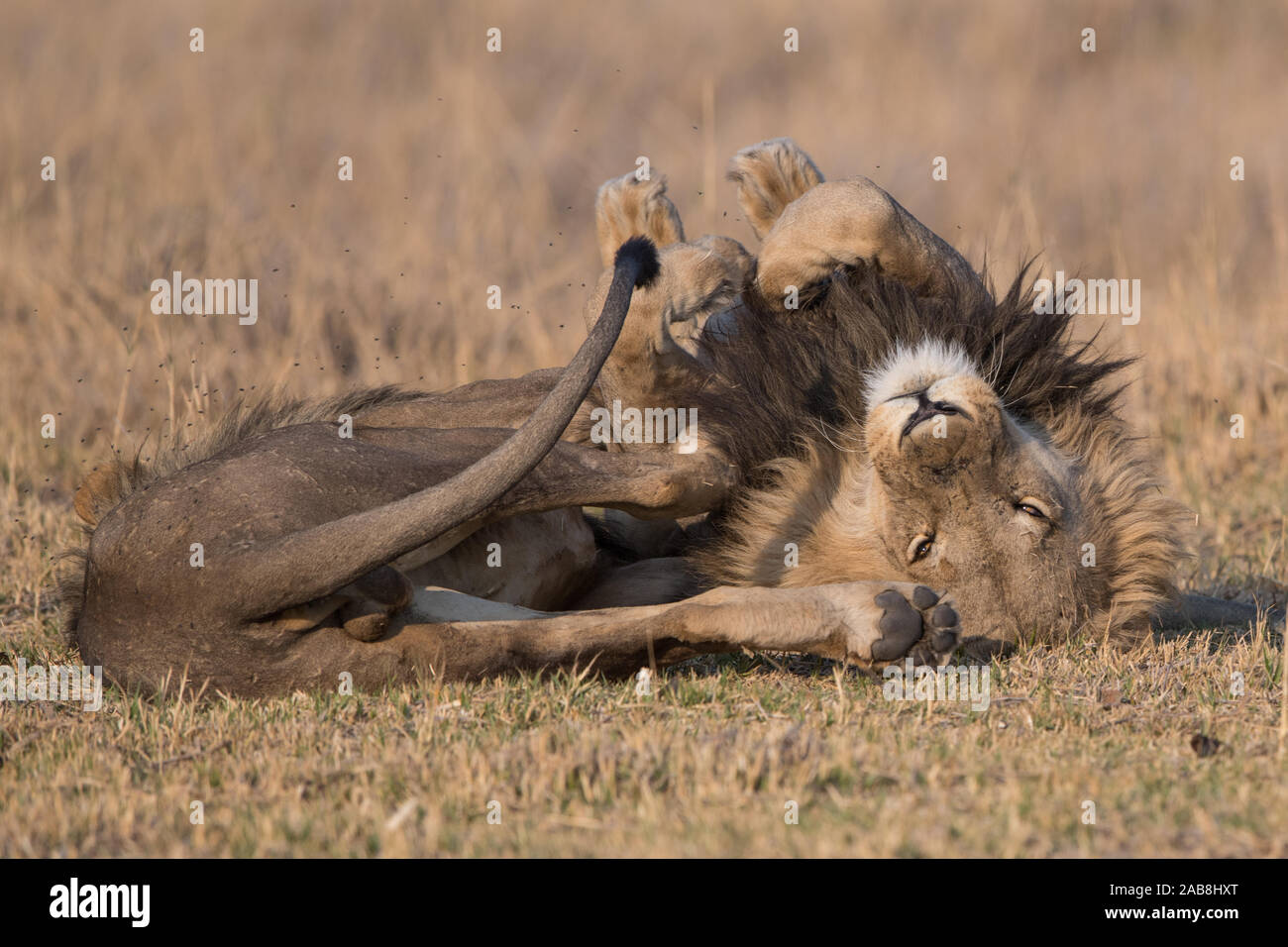 Due affettuoso lion (panthera leo) fratelli in Moremi NP (Khwai), Botswana Foto Stock