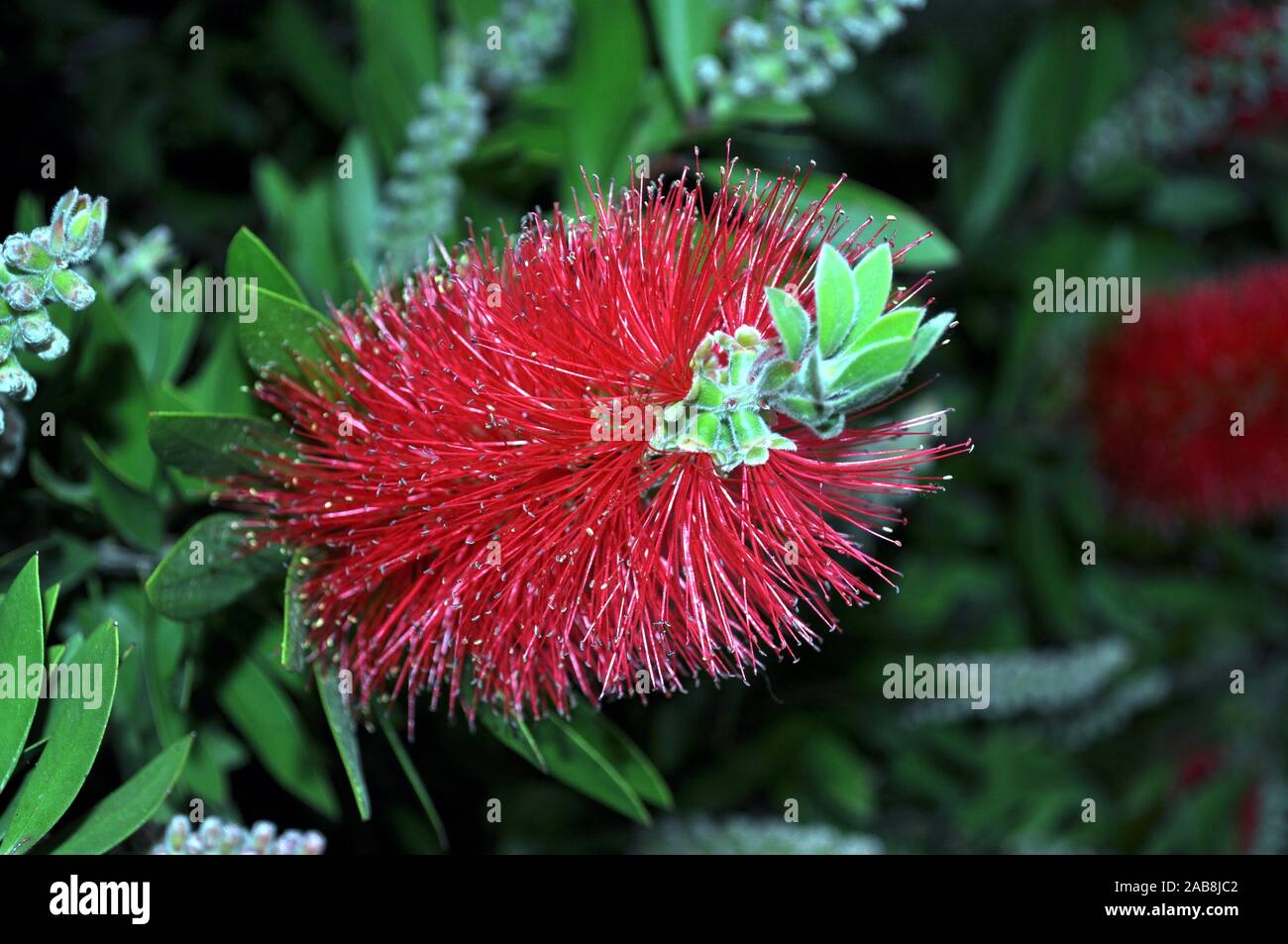 Fiore rosso in un giardino sul lago di Garda Foto Stock