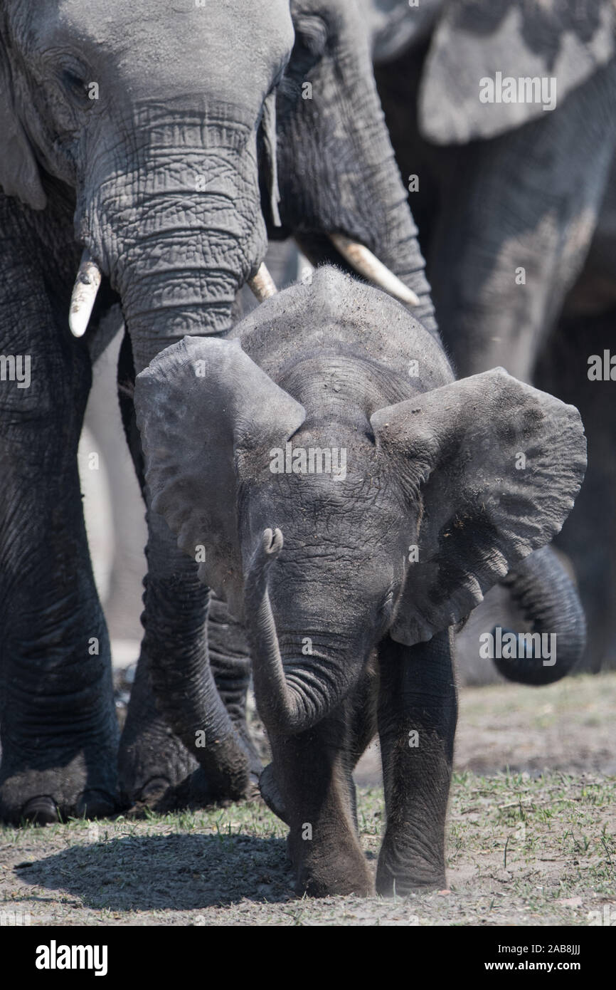 Elephant alla mandria in NP MOREMI Khwai (fiume), il Botswana Foto Stock