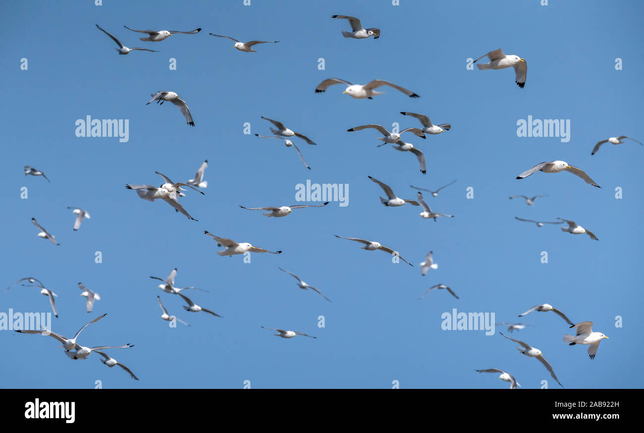 Flock of Seagulls, Islanda Foto Stock