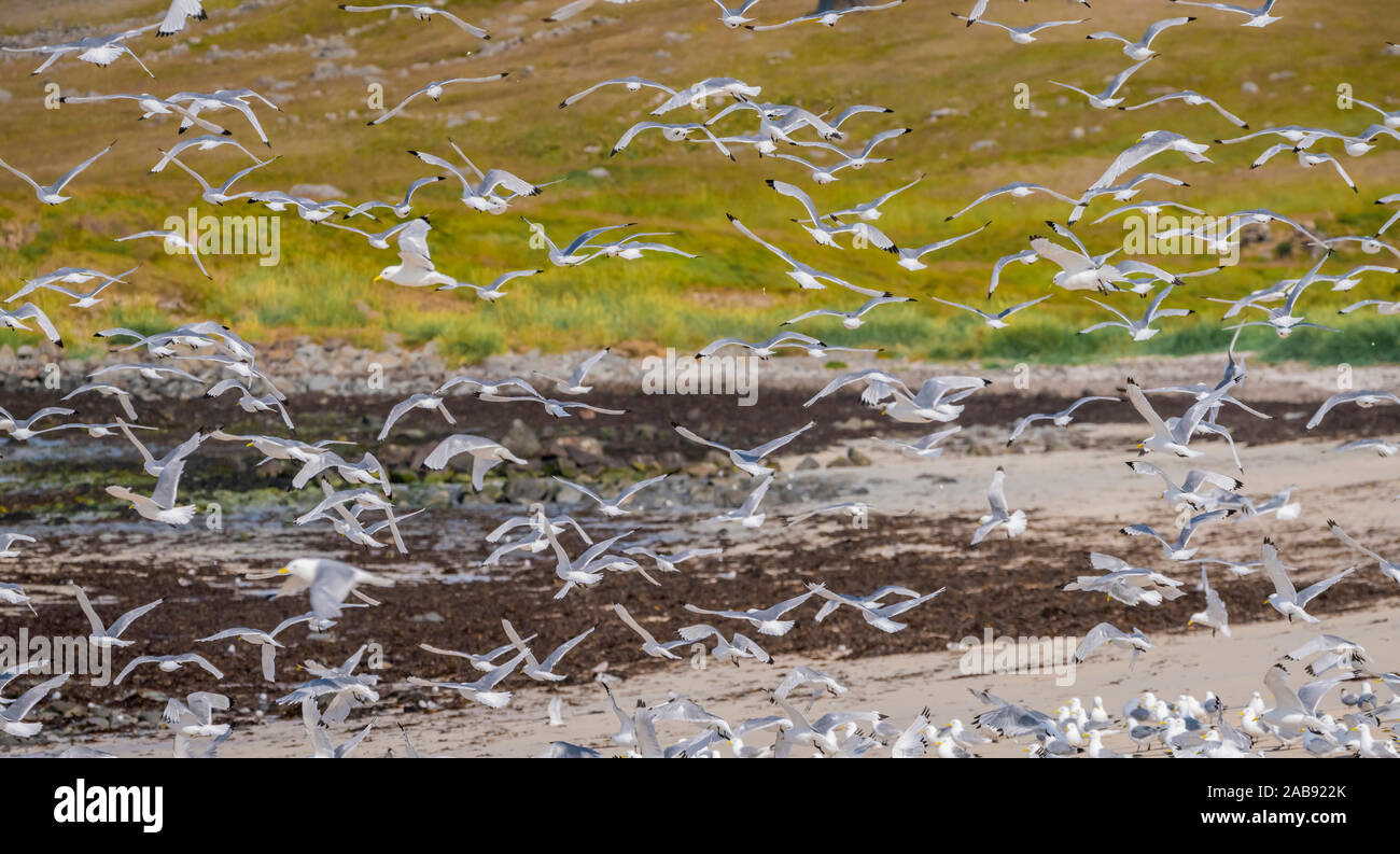 Flock of Seagulls, Islanda Foto Stock
