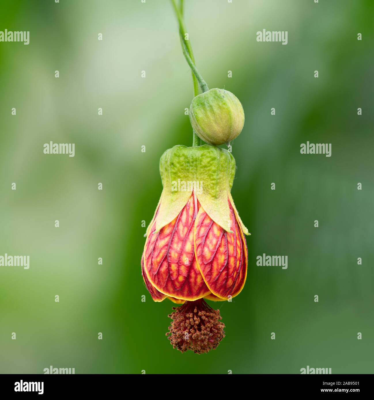 Callianthe picta è comunemente noto come redvein abutilon, rosso indiano di vena malva, redvein fioritura maple, cinese-lanterna rossa o vena lanterne cinesi, Foto Stock