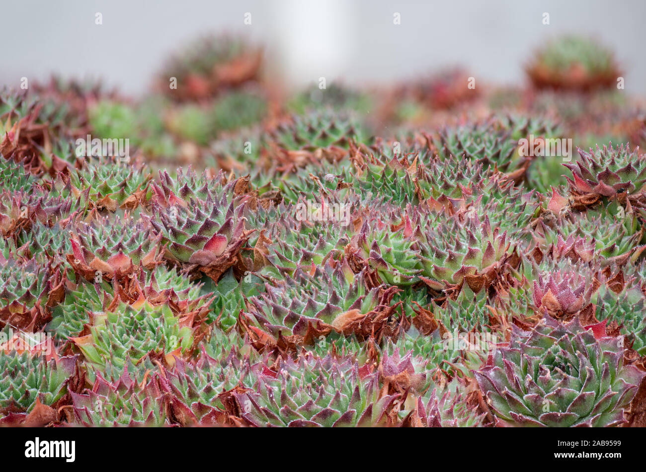 Sempervivum cantabricum è bella specie con foglie di colore verde con marrone/rosso suggerimenti e è tra alcuni dei più impegnativi piante entro il mondo di succul Foto Stock