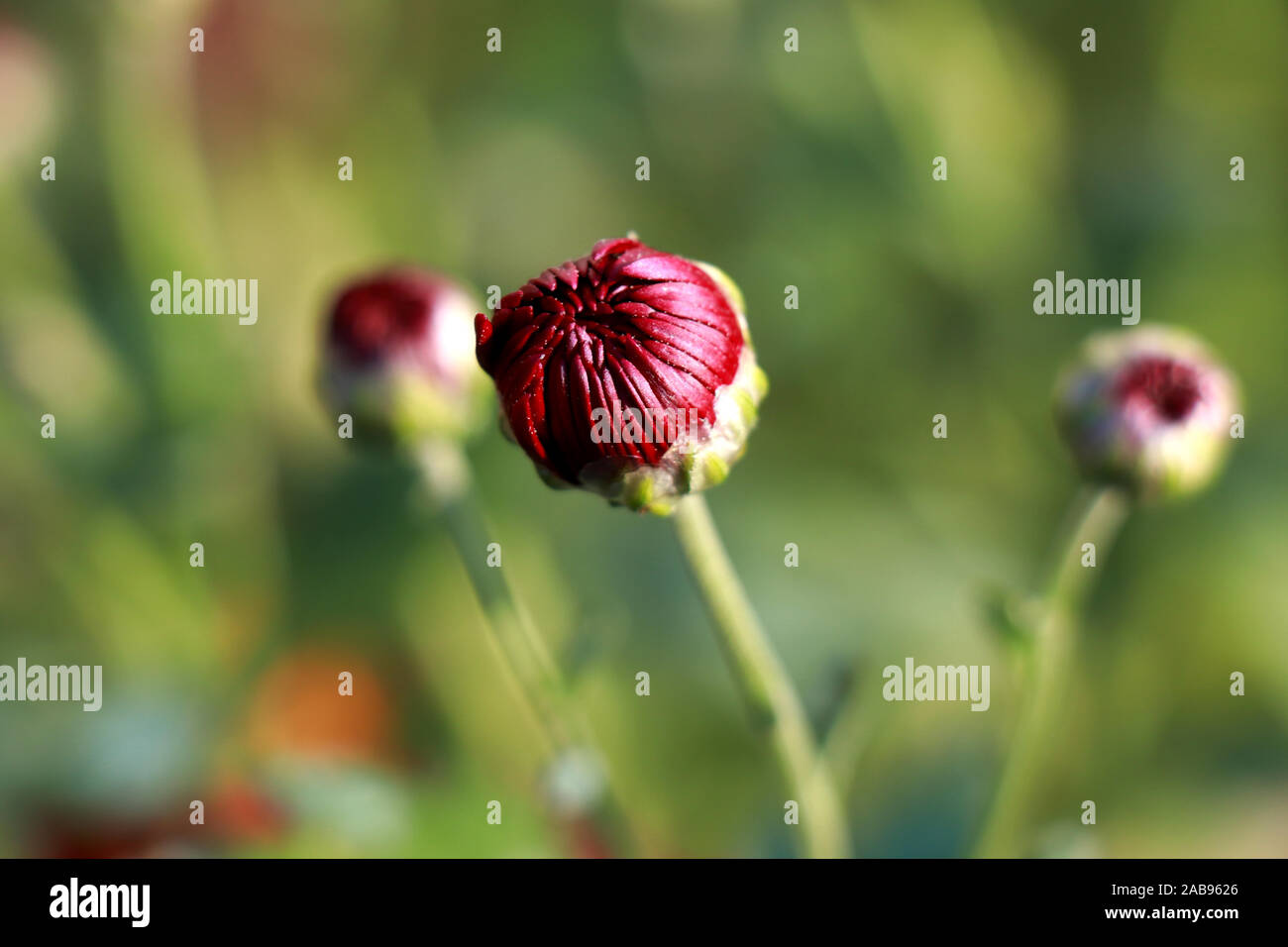 Vista ravvicinata del fiore rosso del crisantemo. Fiore di crisantemo rosso. Primo piano di fiori di crisantemo rosso su foglie verdi. Foto Stock