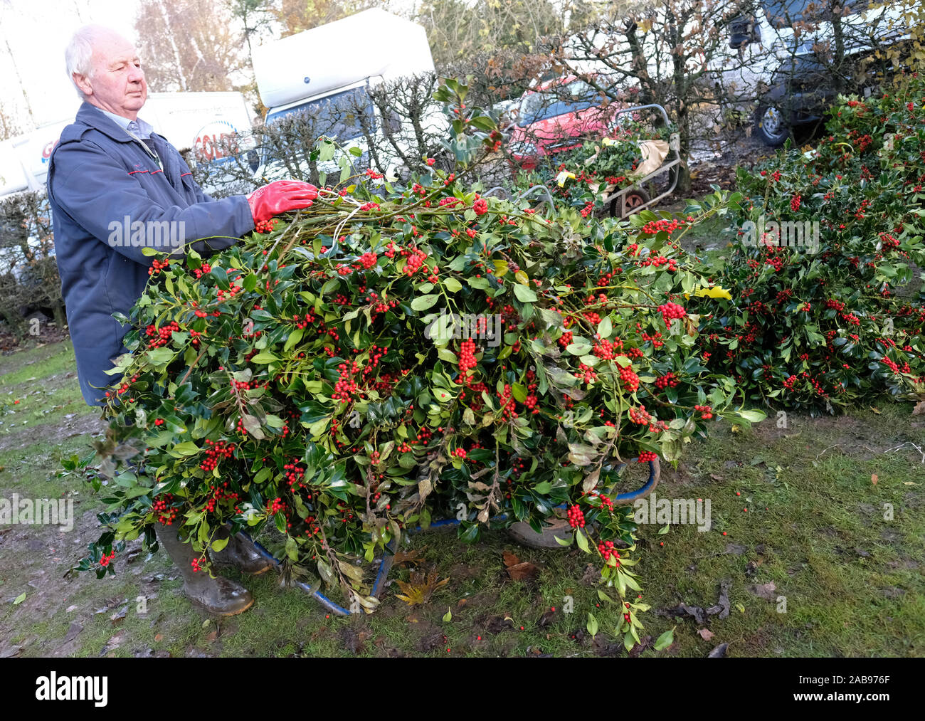 Burford House, Tenbury Wells, Worcestershire - Martedì 26 Novembre 2019 - Il primo Natale agrifoglio e vischio asta della stagione - Aste di vischio si sono svolti a Tenbury Wells per oltre 160 anni. Un acquirente riempie il suo trolley con un mucchio di holly acquistati all'asta . Una ulteriore asta avrà luogo la prossima settimana - Credit: Steven Maggio/Alamy Live News Foto Stock