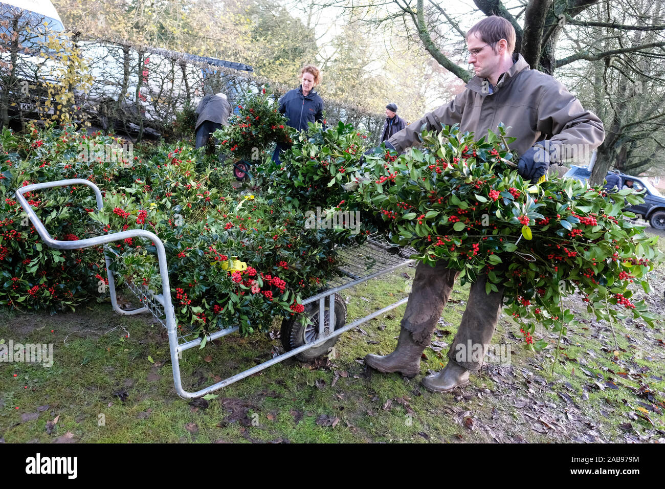 Burford House, Tenbury Wells, Worcestershire - Martedì 26 Novembre 2019 - Il primo Natale agrifoglio e vischio asta della stagione - Aste di vischio si sono svolti a Tenbury Wells per oltre 160 anni. Un acquirente riempie il suo trolley con un mucchio di holly acquistati all'asta . Una ulteriore asta avrà luogo la prossima settimana - Credit: Steven Maggio/Alamy Live News Foto Stock
