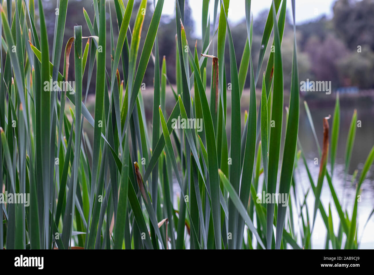 Reed macis su un lago sullo sfondo Foto Stock