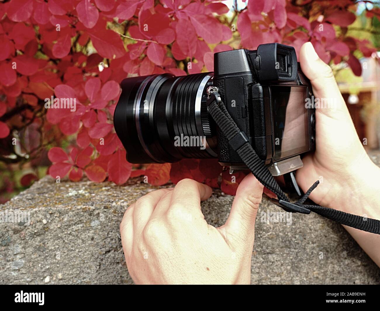 Fotografo tenere la fotocamera vicino al rosso foglie autunnali di prendere impressionante foto stagionali. Fotocamera moderno con grande lente prende foto di incredibile autunno f Foto Stock
