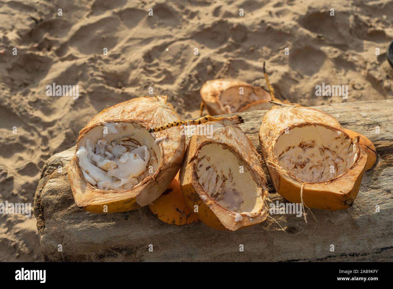 Golden noci di cocco giacciono su un registro su un sfondo sabbia. Foto Stock